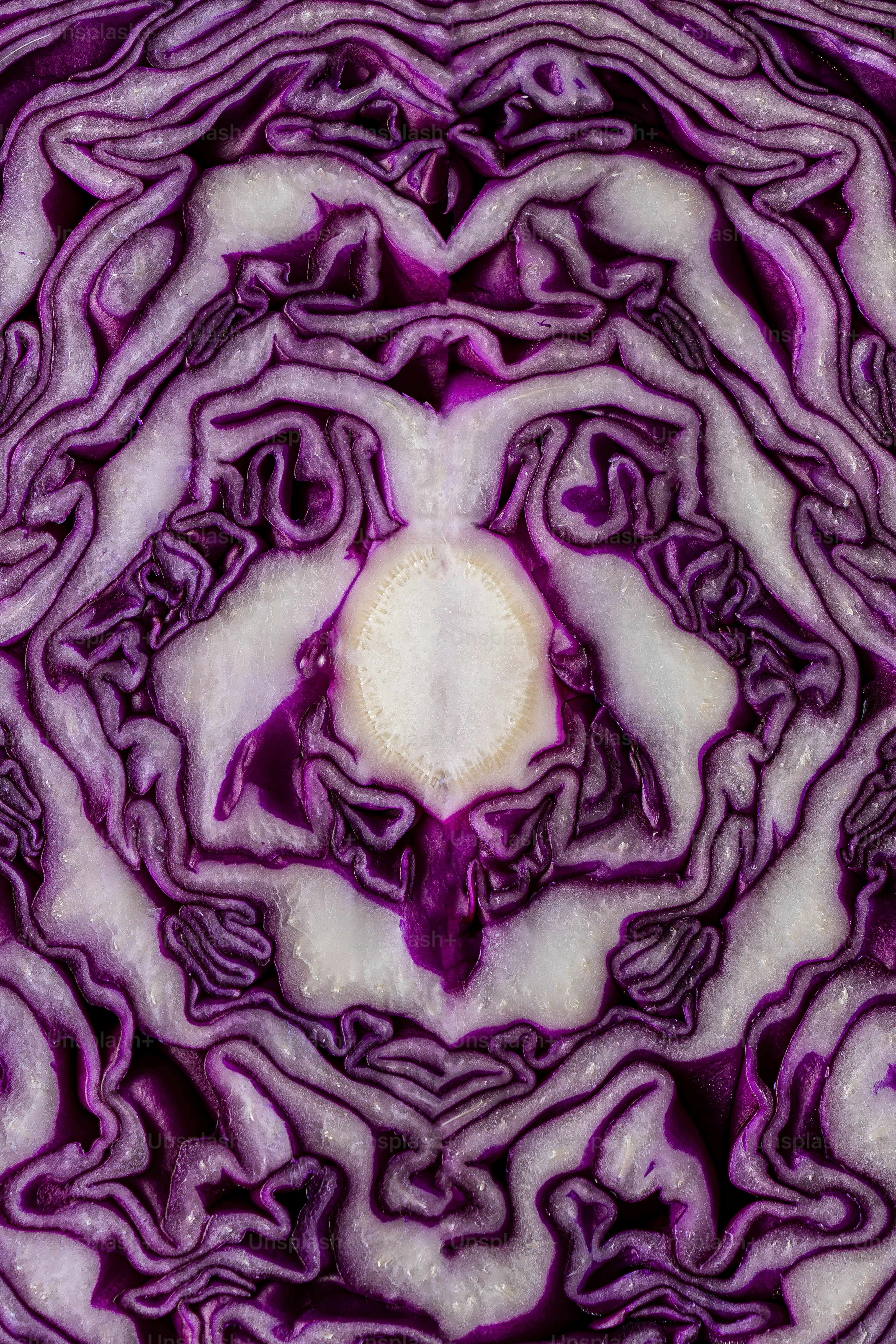 close up food
