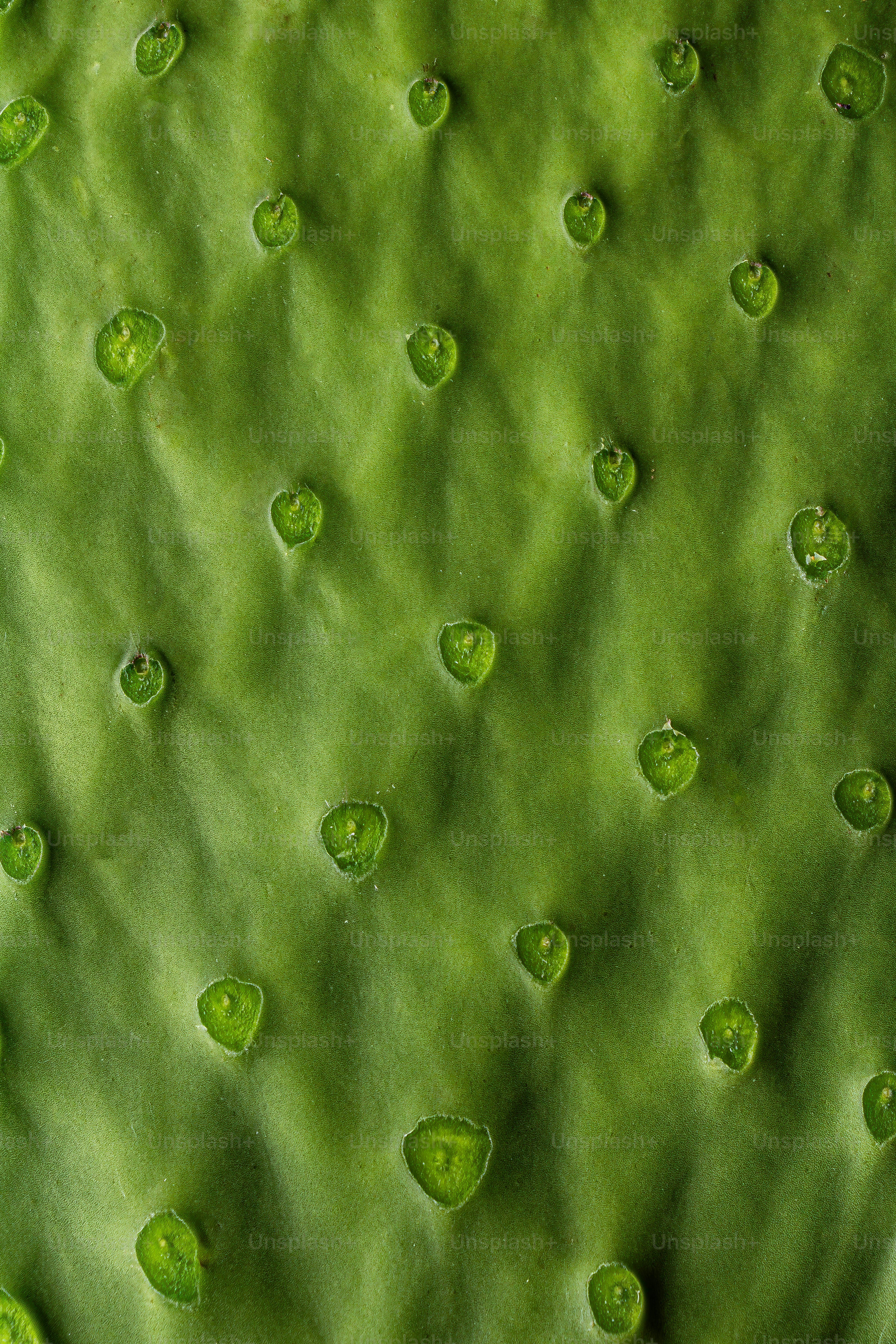 Nahaufnahme eines grünen Kaktus mit Wassertropfen darauf