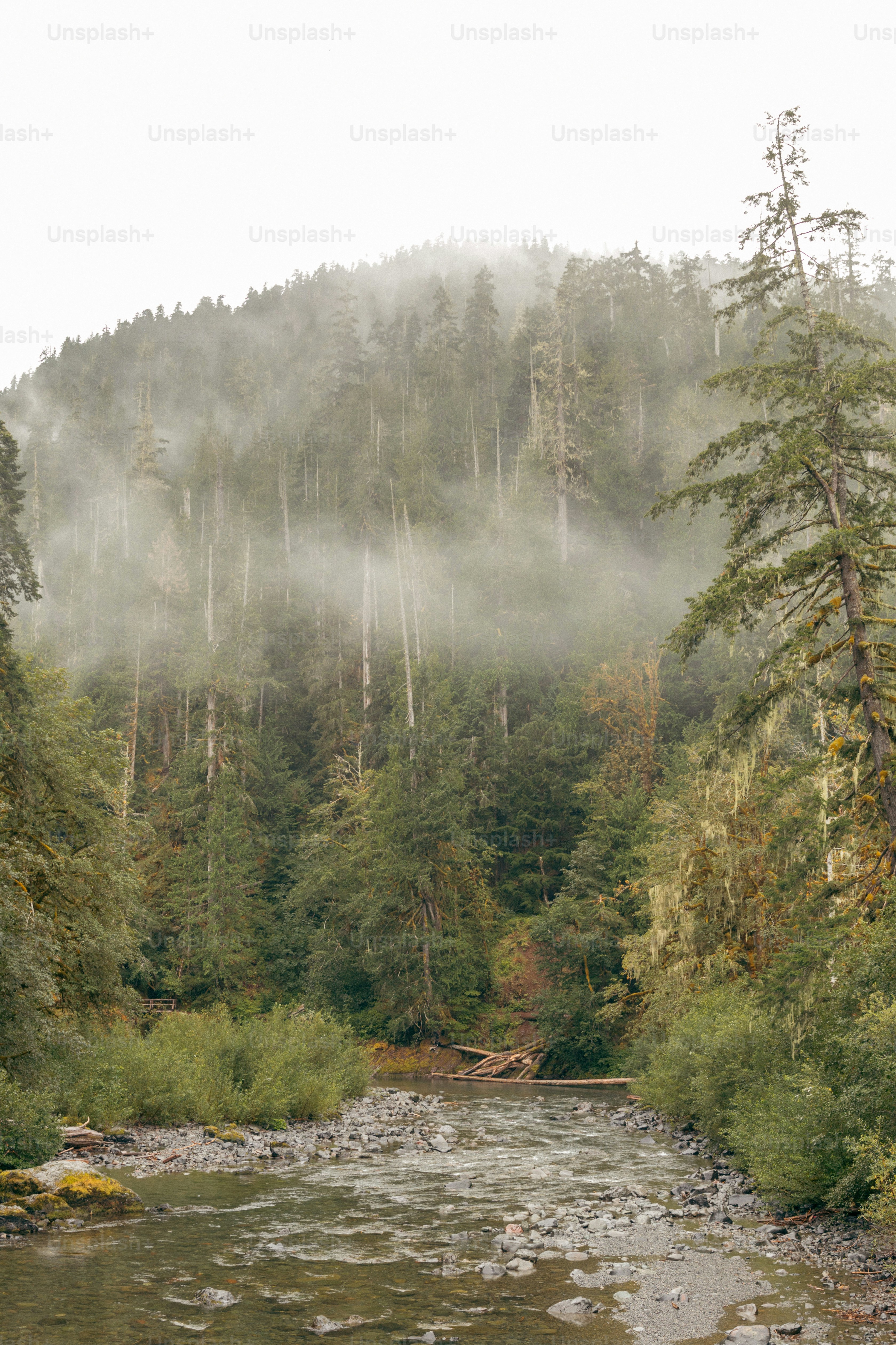 A river running through a lush green forest