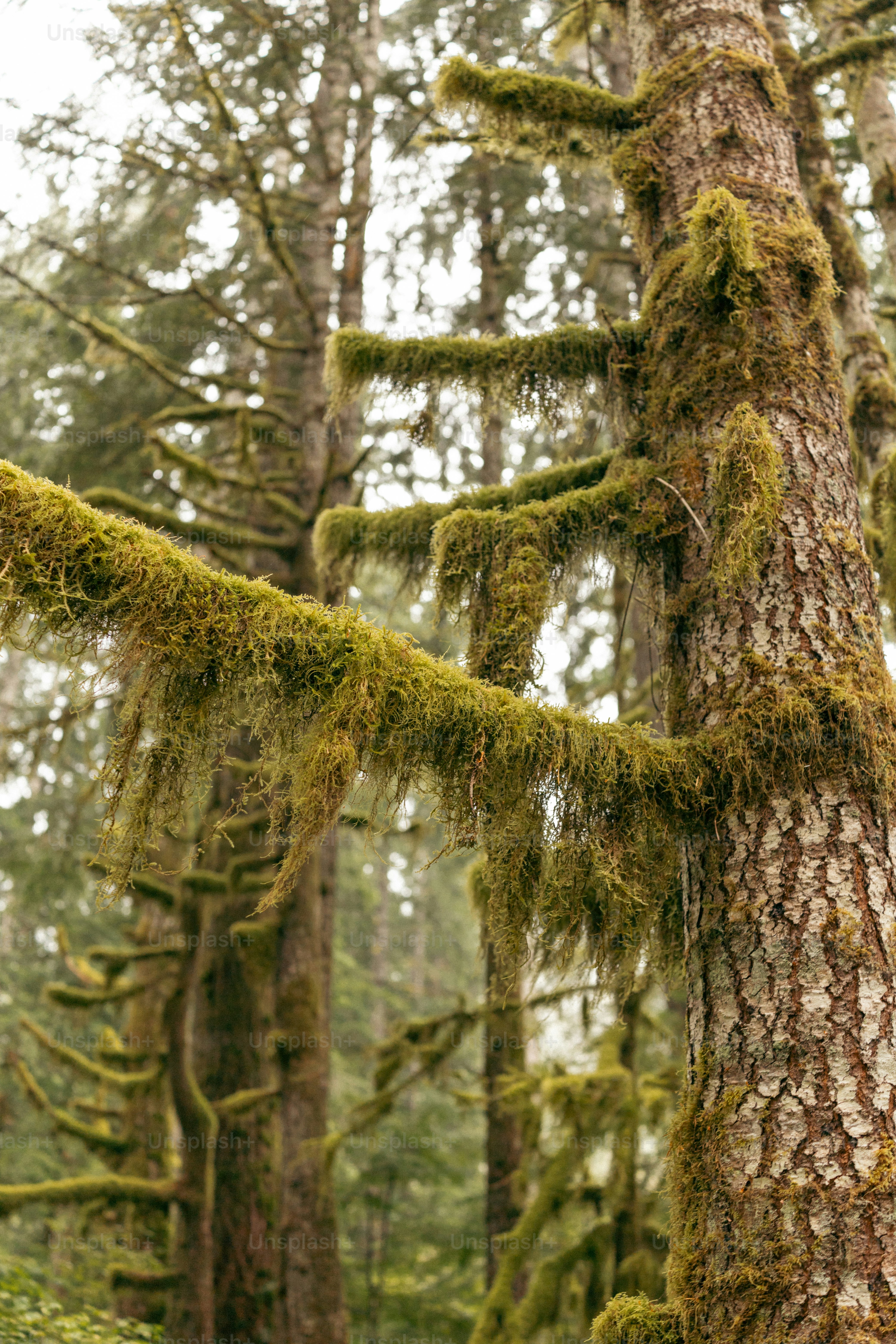 Ein moosbewachsener Baum mitten im Wald