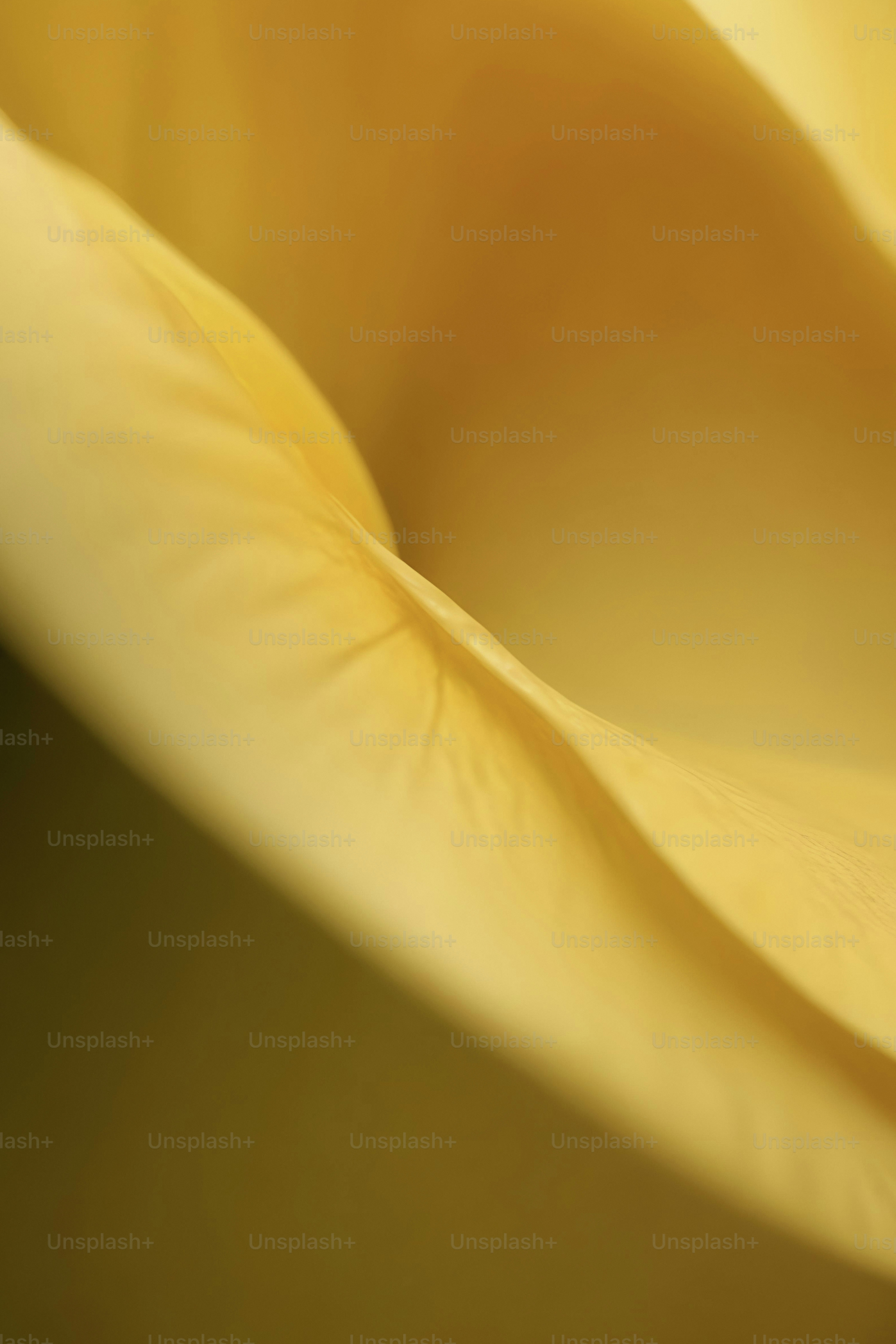 A close up view of a yellow flower