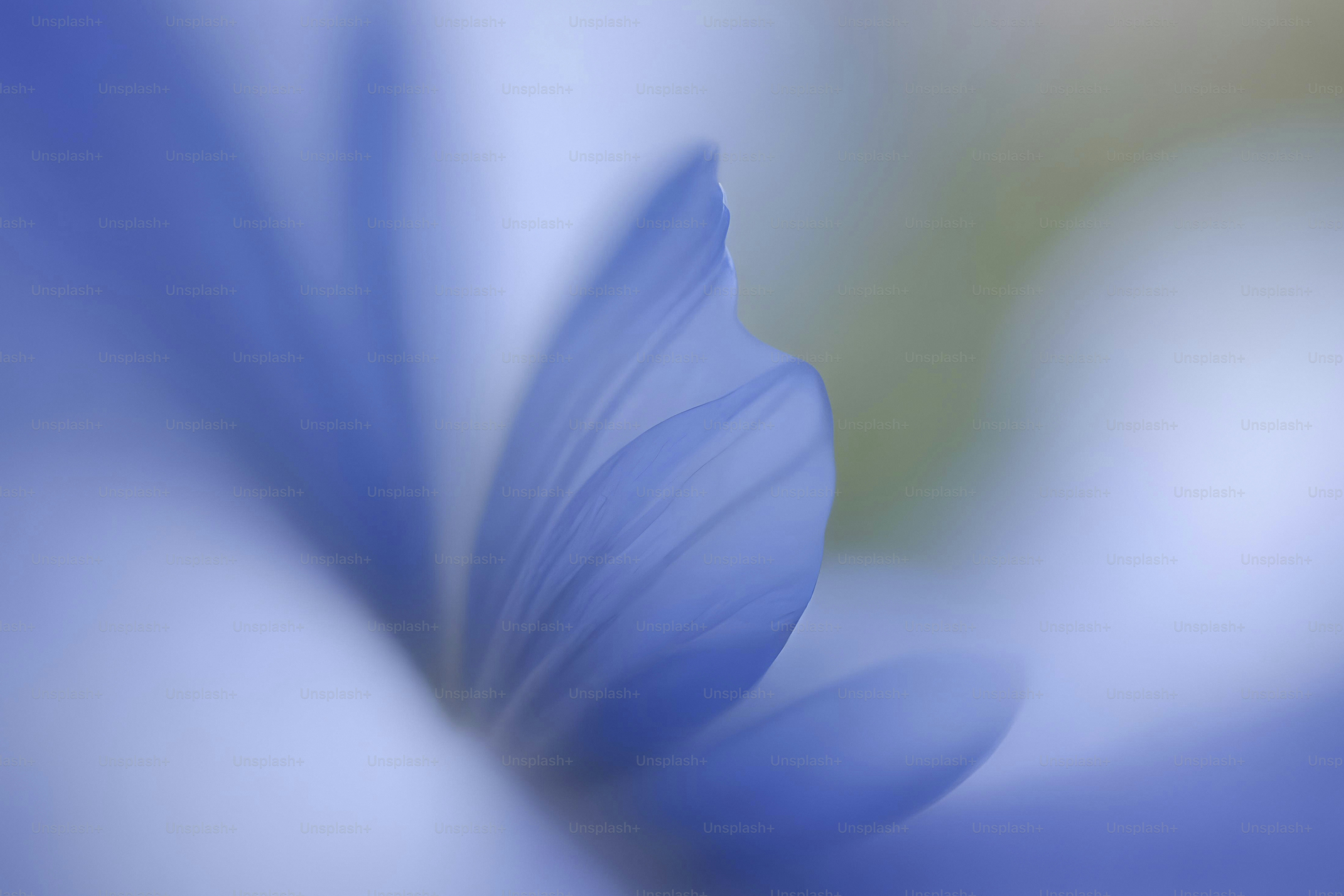 A close up of a blue flower with a blurry background