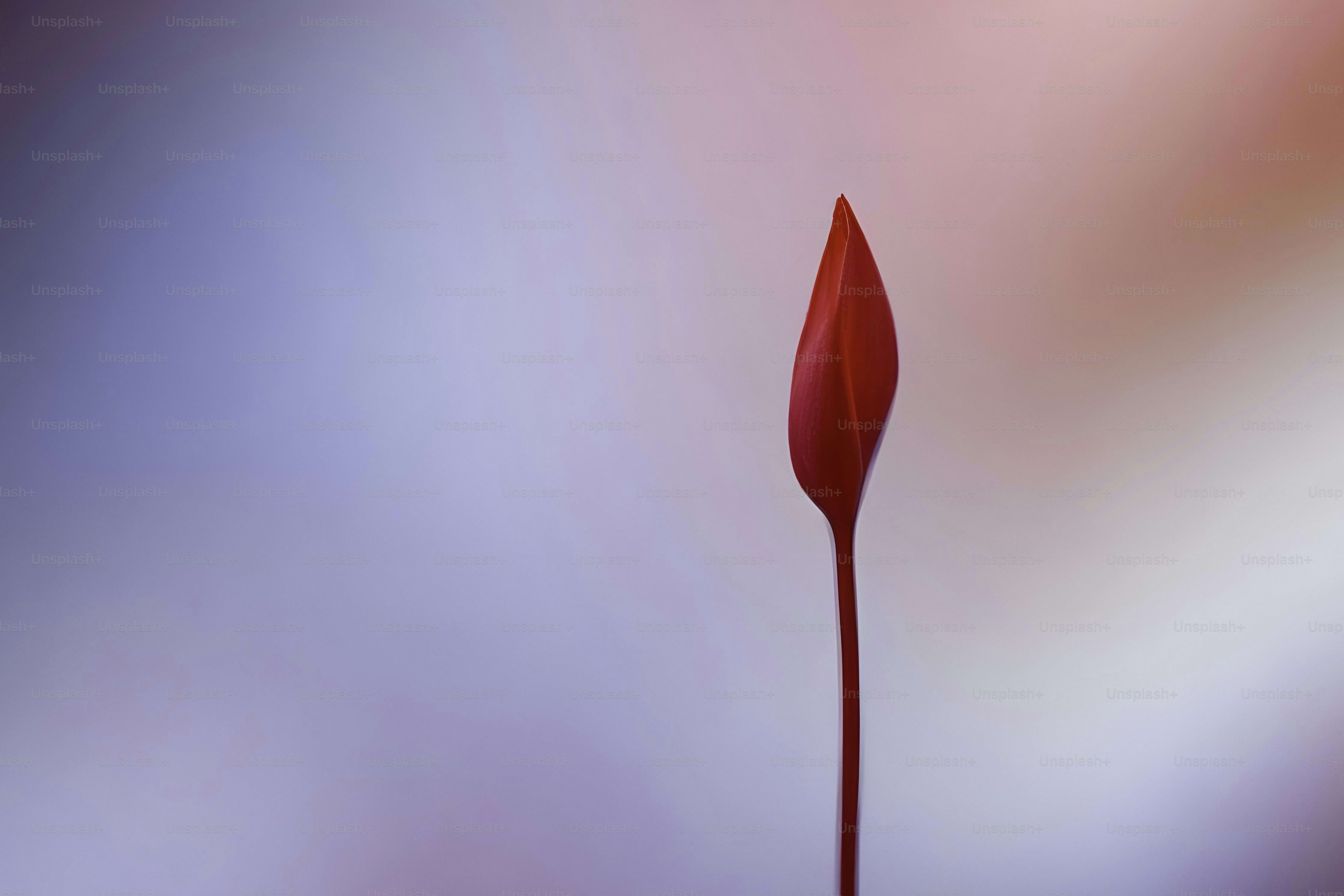 A red flower with a long stem sticking out of it