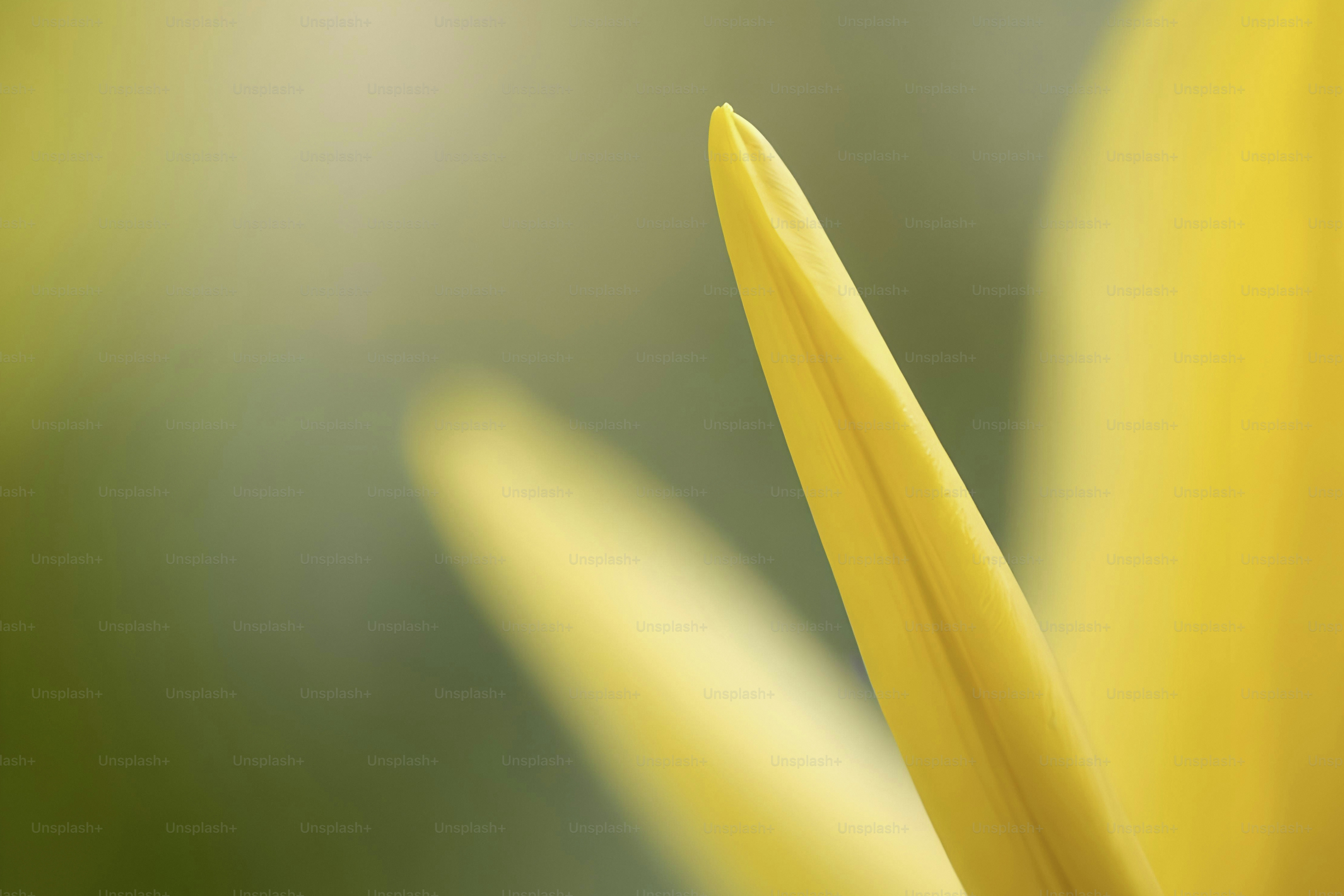 A close up of a yellow flower with a blurry background