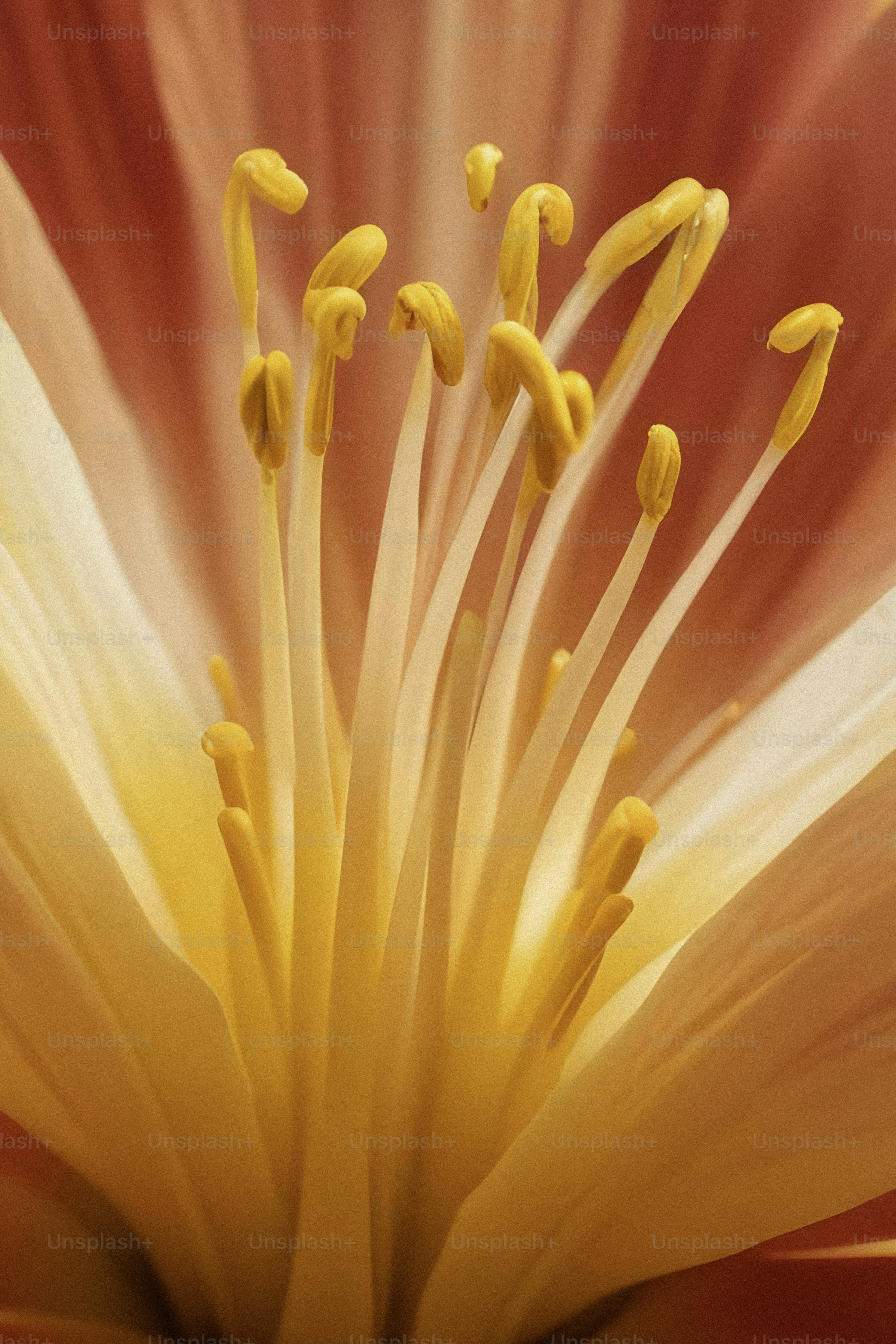 Nahaufnahme einer roten und gelben Blume