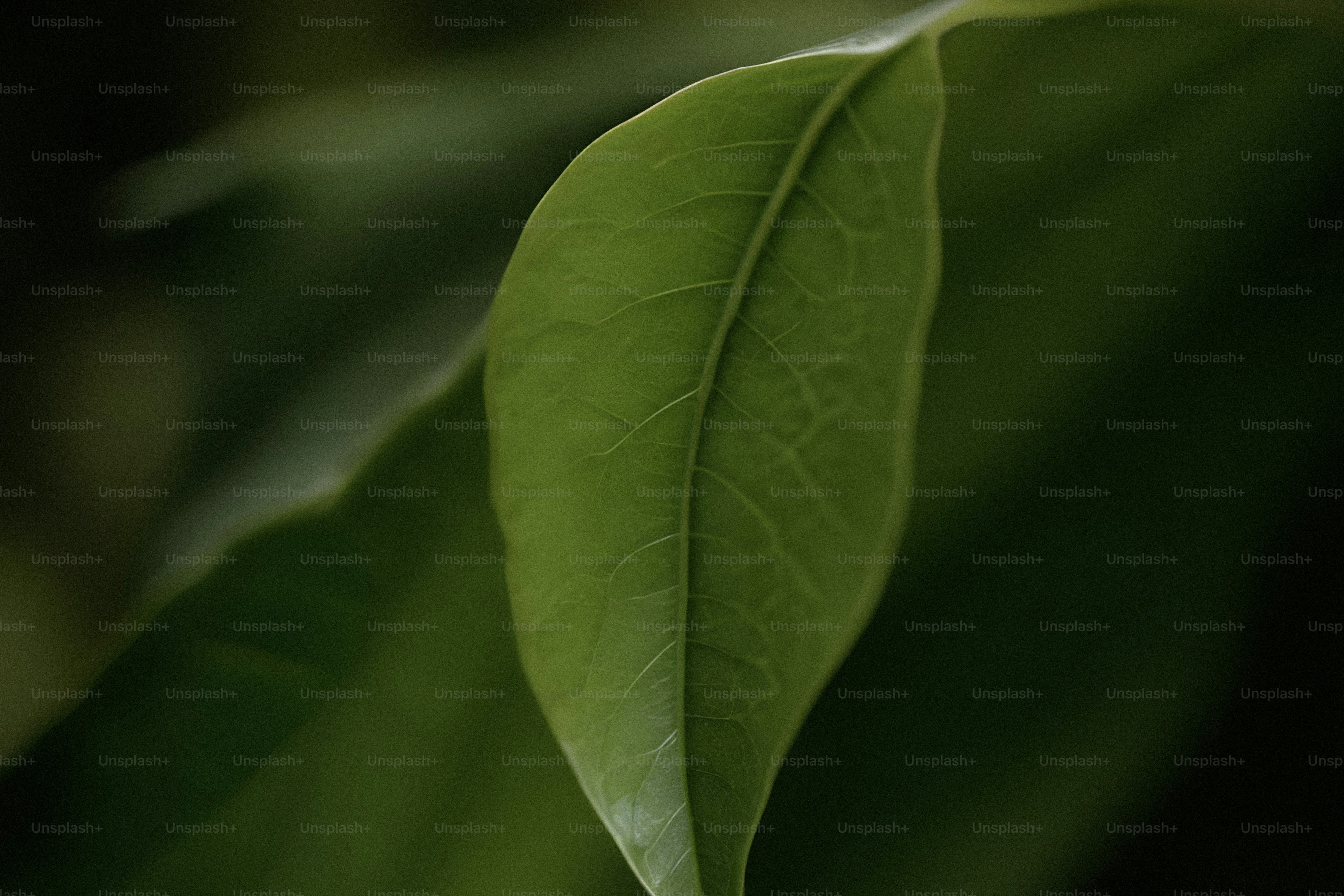 A close up of a green leaf with a blurry background