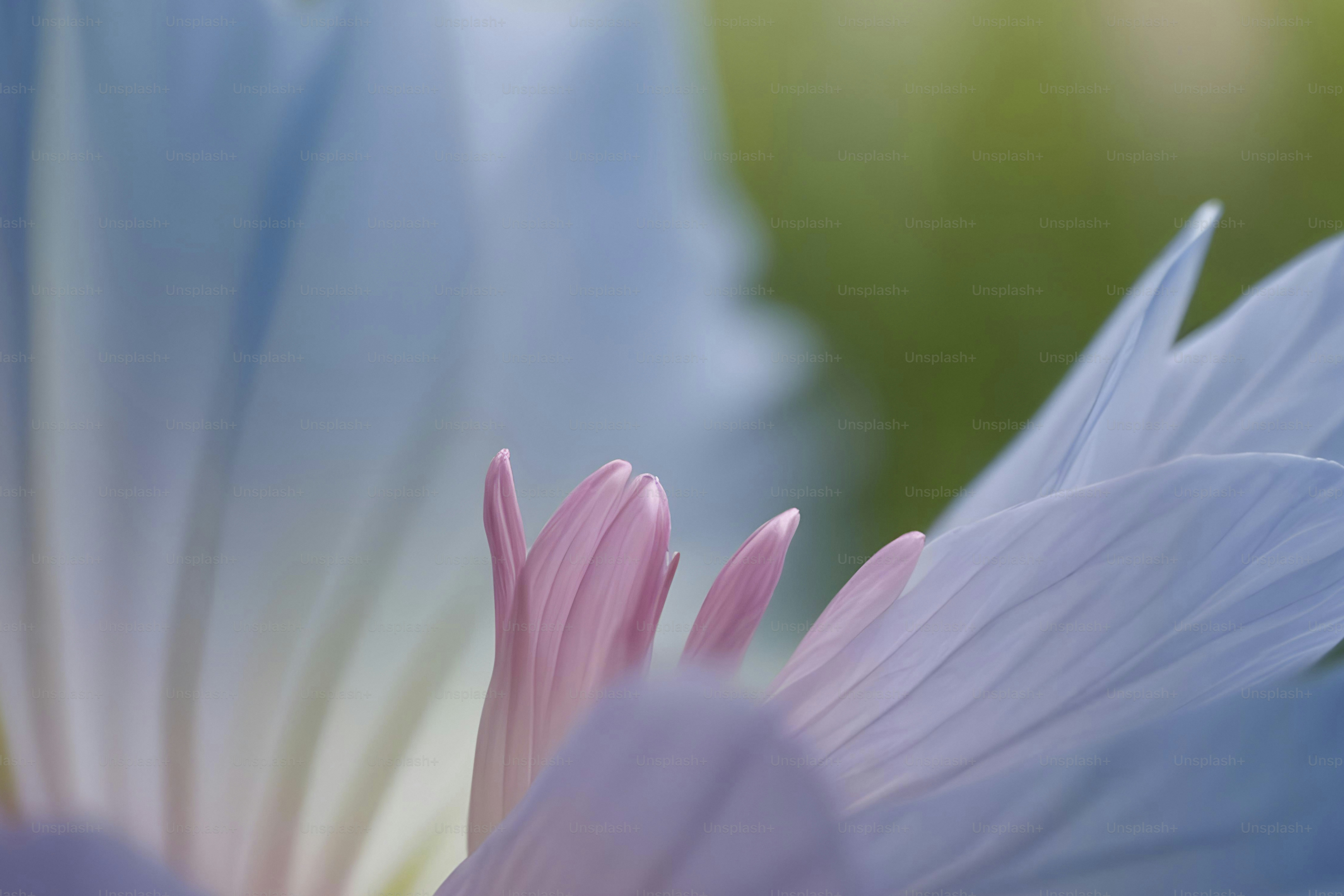 A close up of a flower with a blurry background