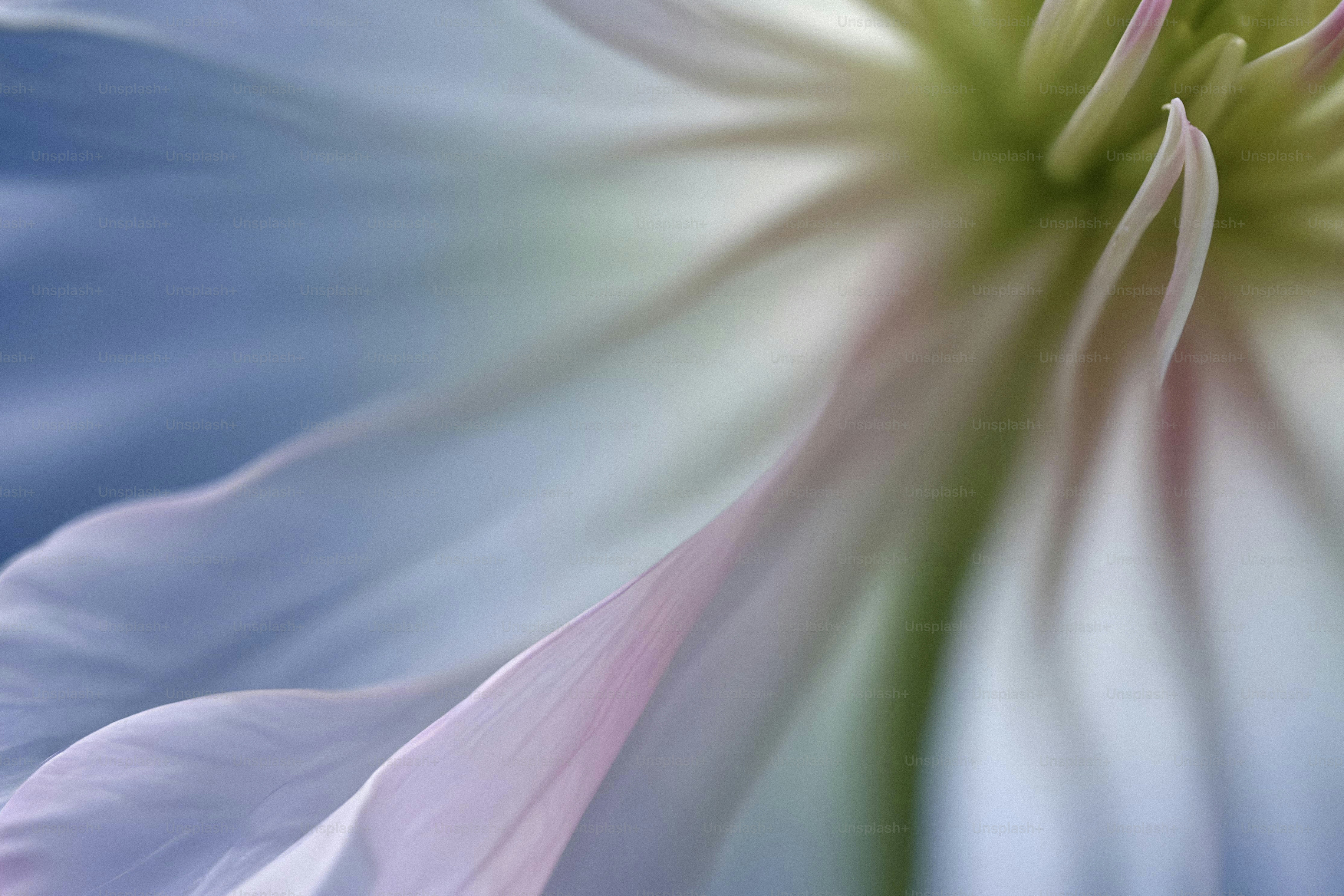 A close up of a blue and white flower
