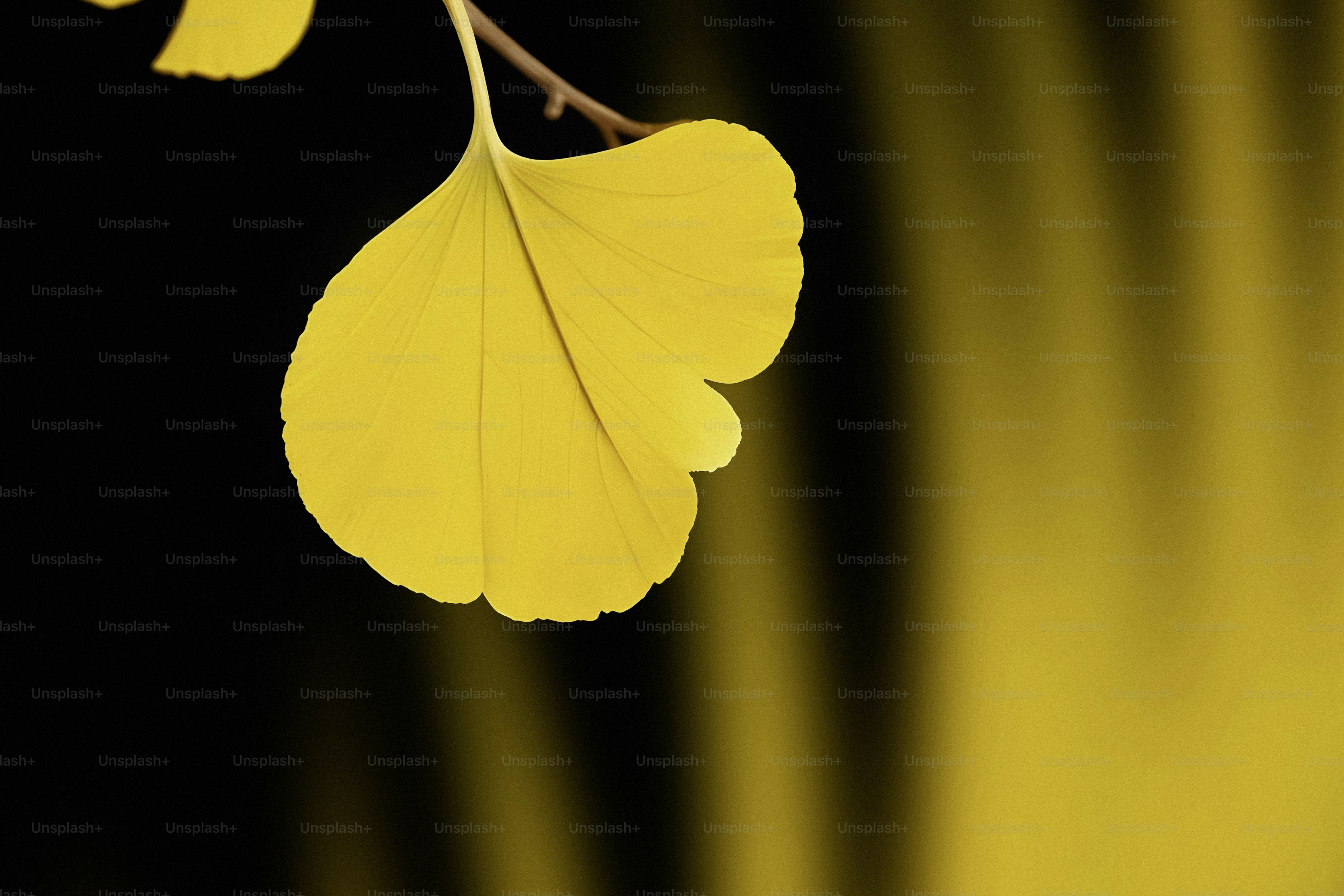 premium_photo-1726192416839-26e90a528cff?ixid=M3wxMjA3fDB8MXxzZWFyY2h8NXx8eWVsbG93d2lubWVkaWEuY29tfGVufDB8fHx8MTc2MDkyNTcyNXww\u0026ixlib=rb-4.1.0