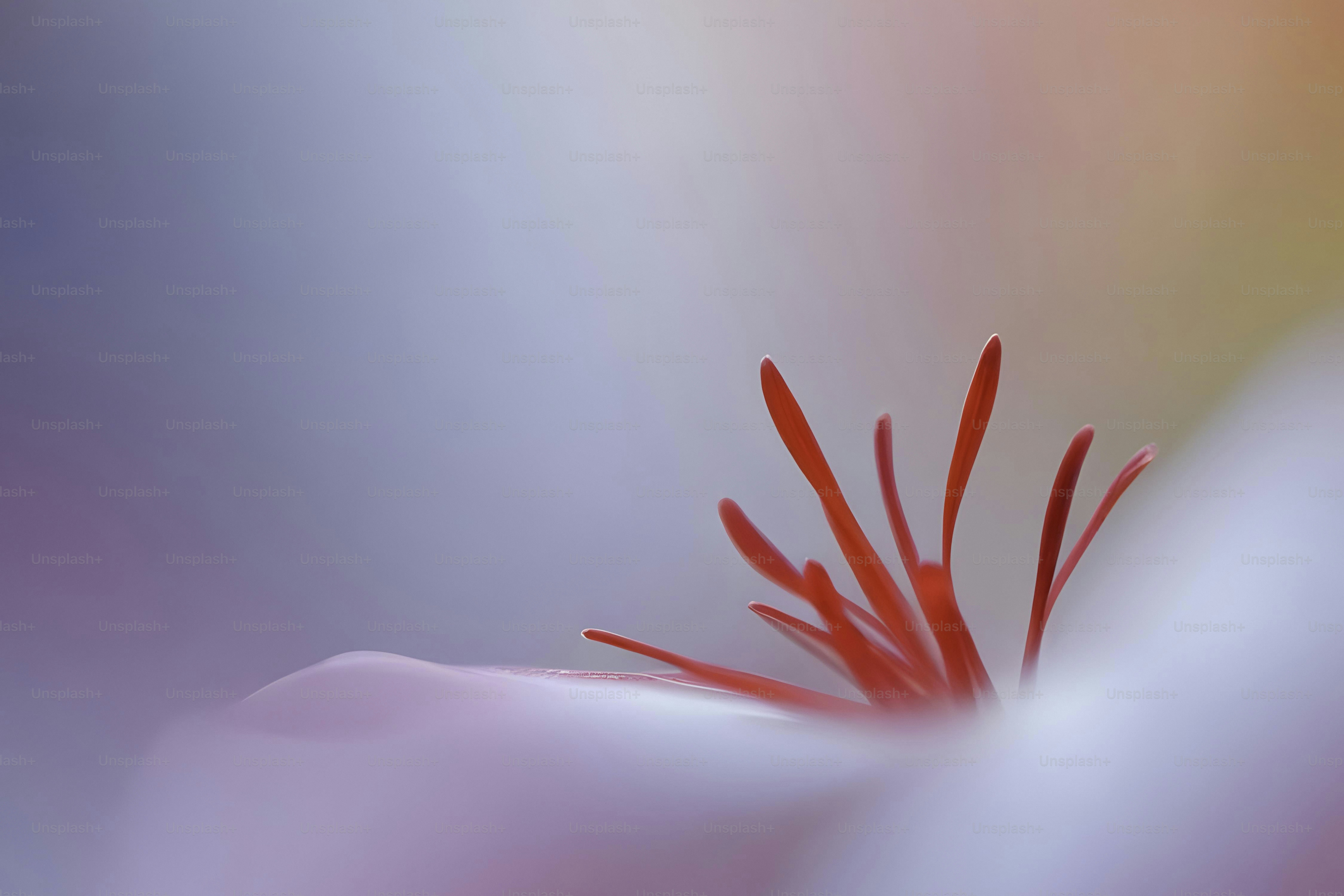 Um close up de uma flor com um fundo desfocado