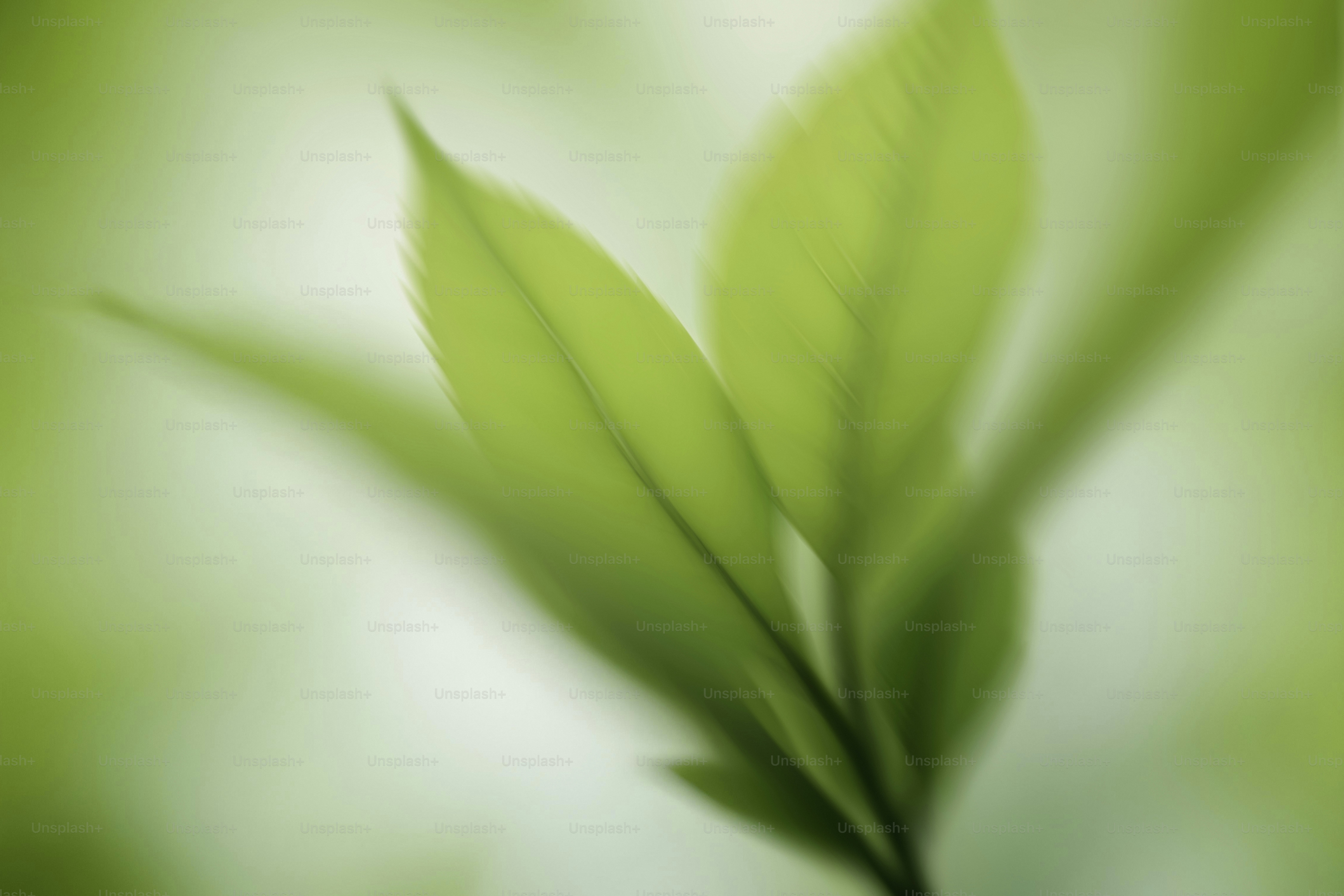 A blurry photo of a green leaf