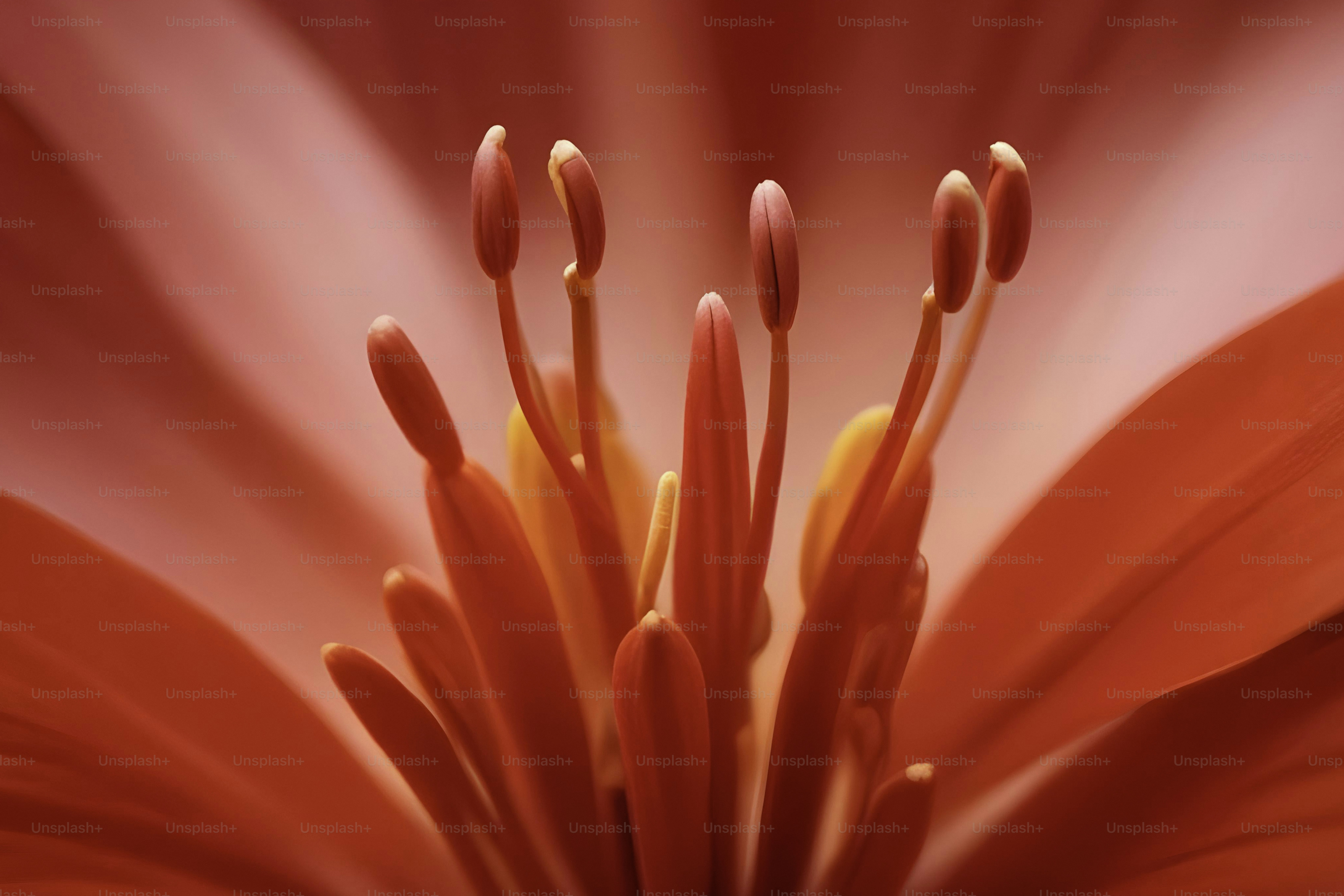 A close up of a red and white flower
