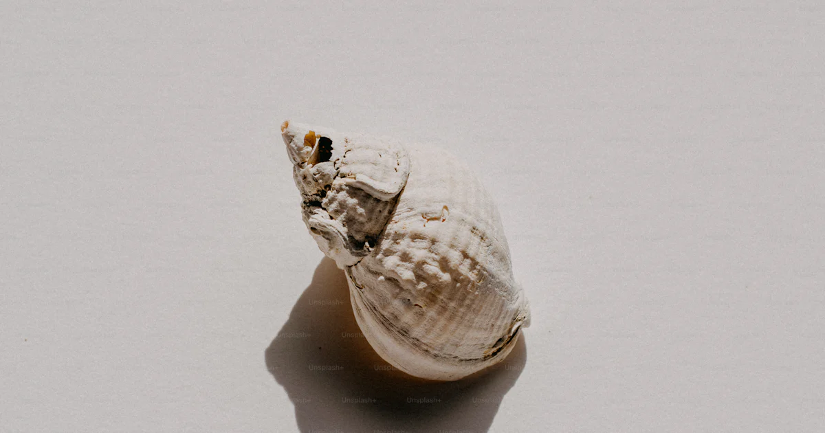 Ocean Single Shell A single sea shell on a white surface photo – Minimal Image on Unsplash