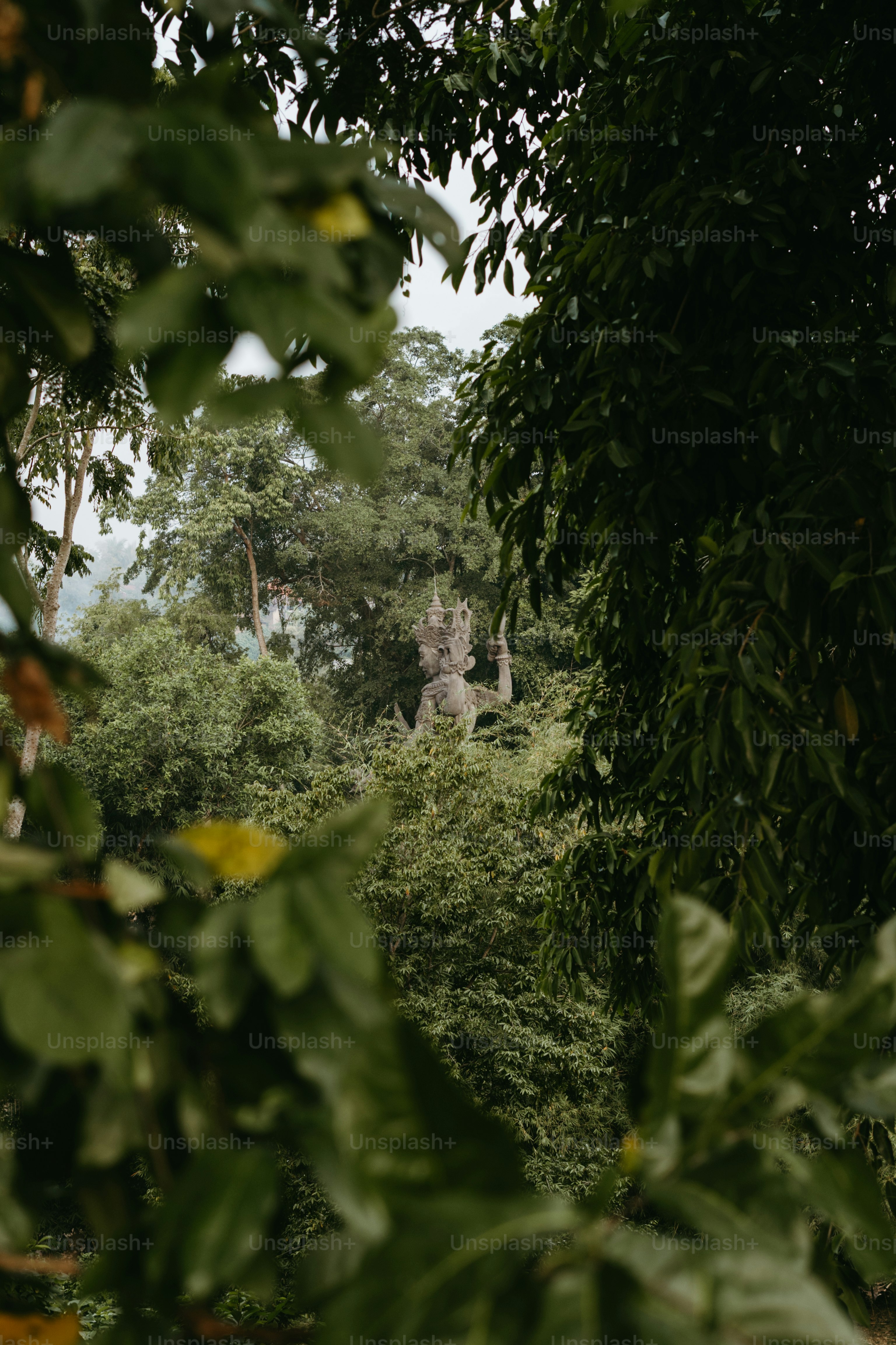 A lush green forest filled with lots of trees