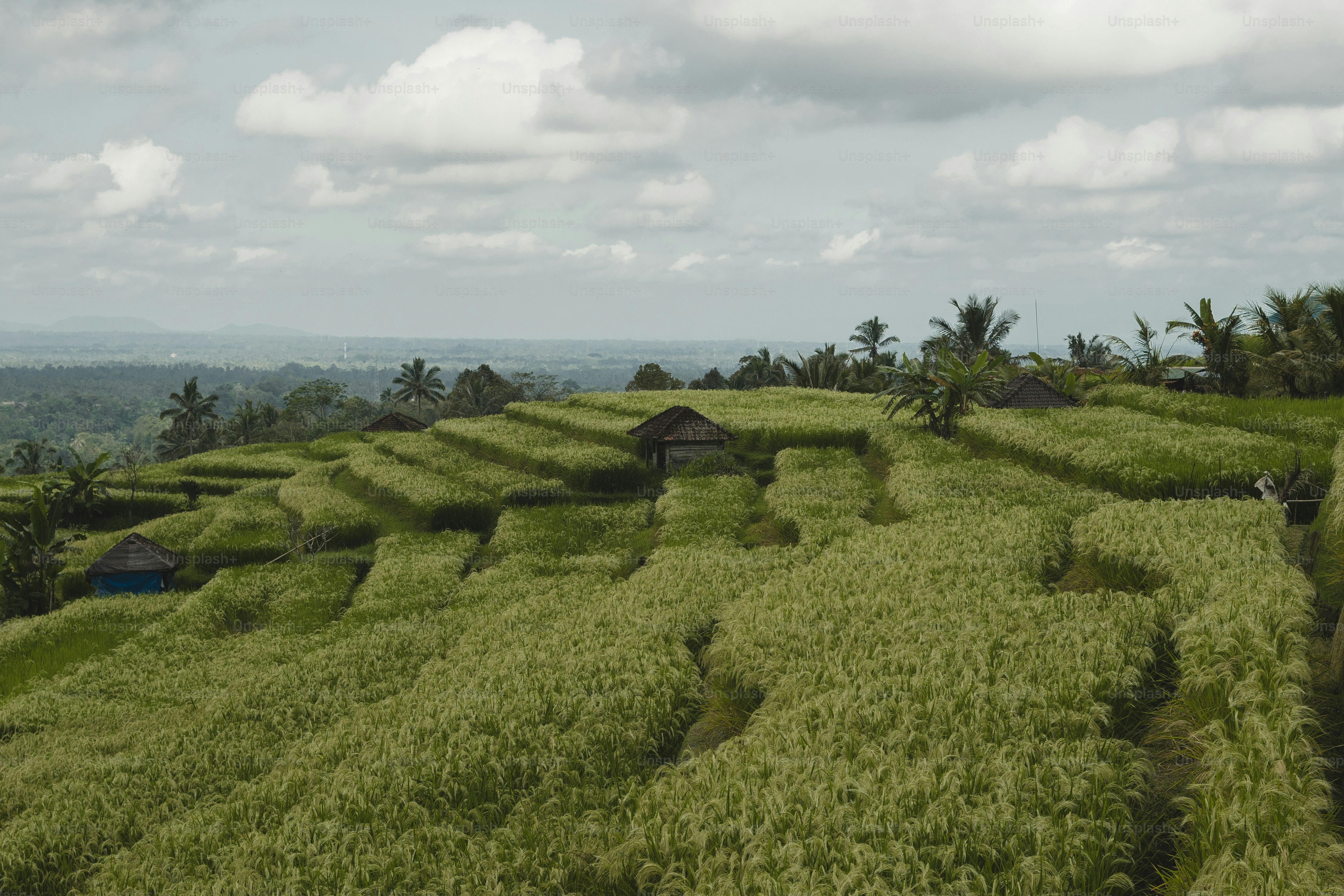 A lush green hillside covered in lots of trees