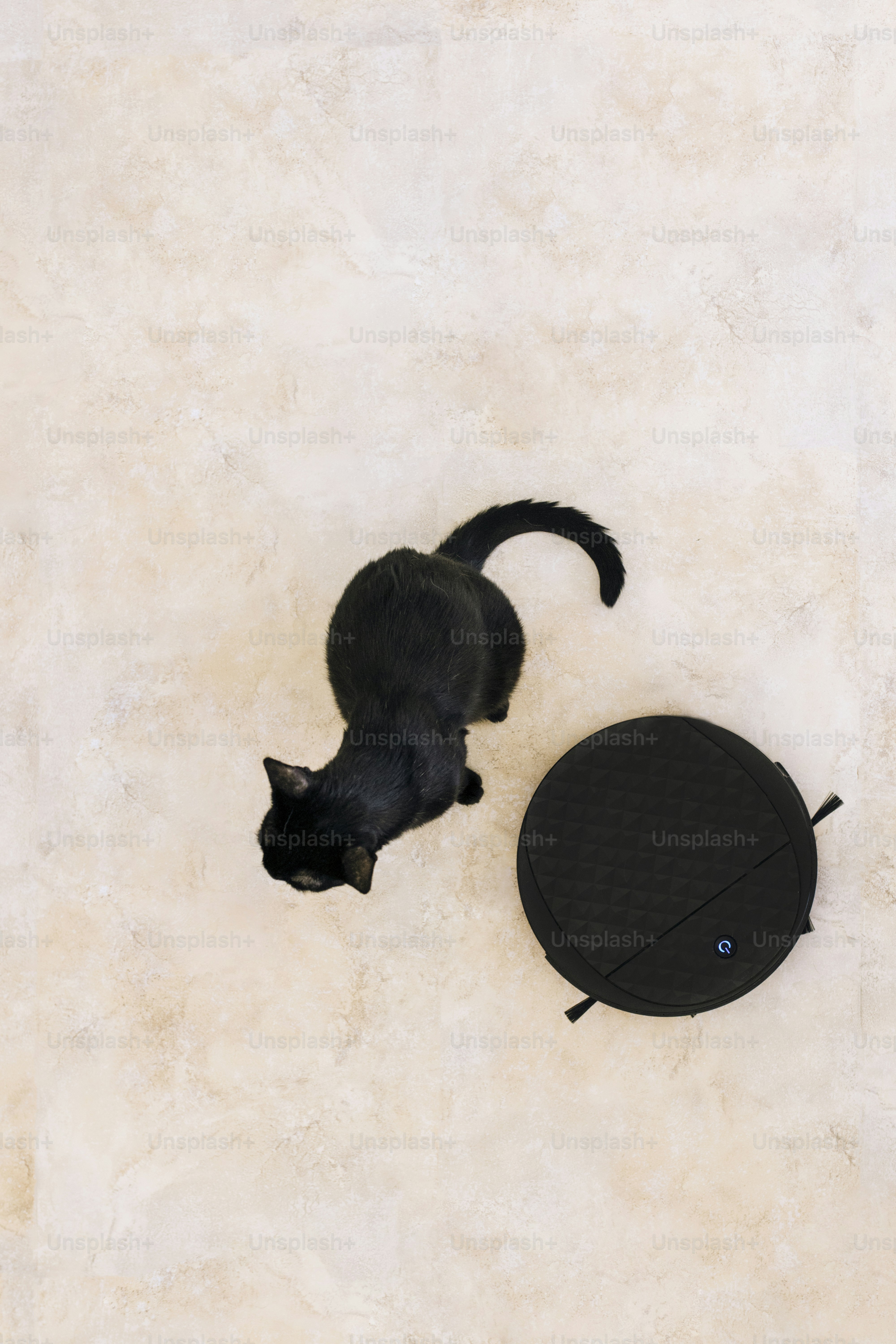 Un chat noir marchant sur un sol blanc