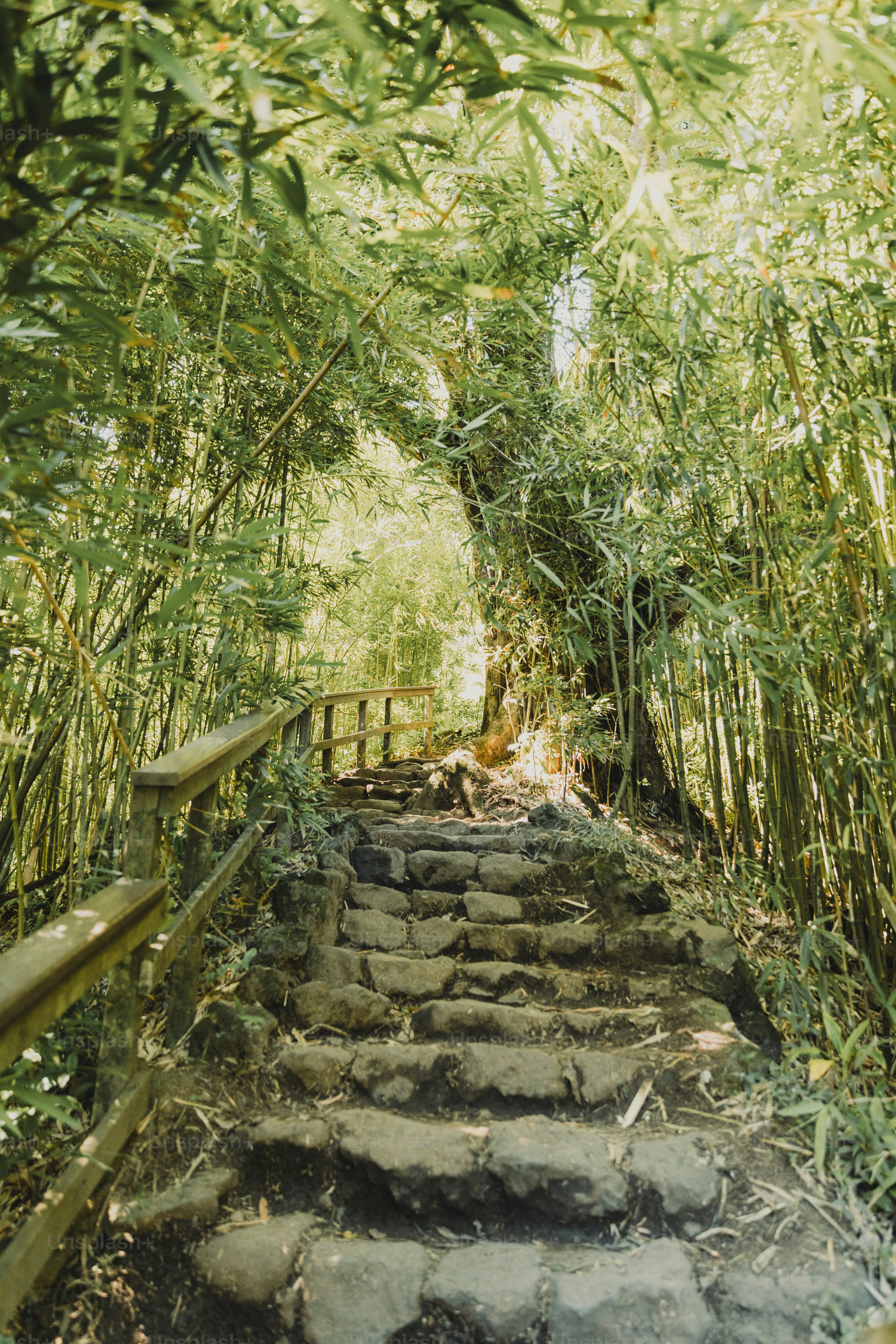 A set of steps leading to a bamboo forest photo – Maui Image on Unsplash