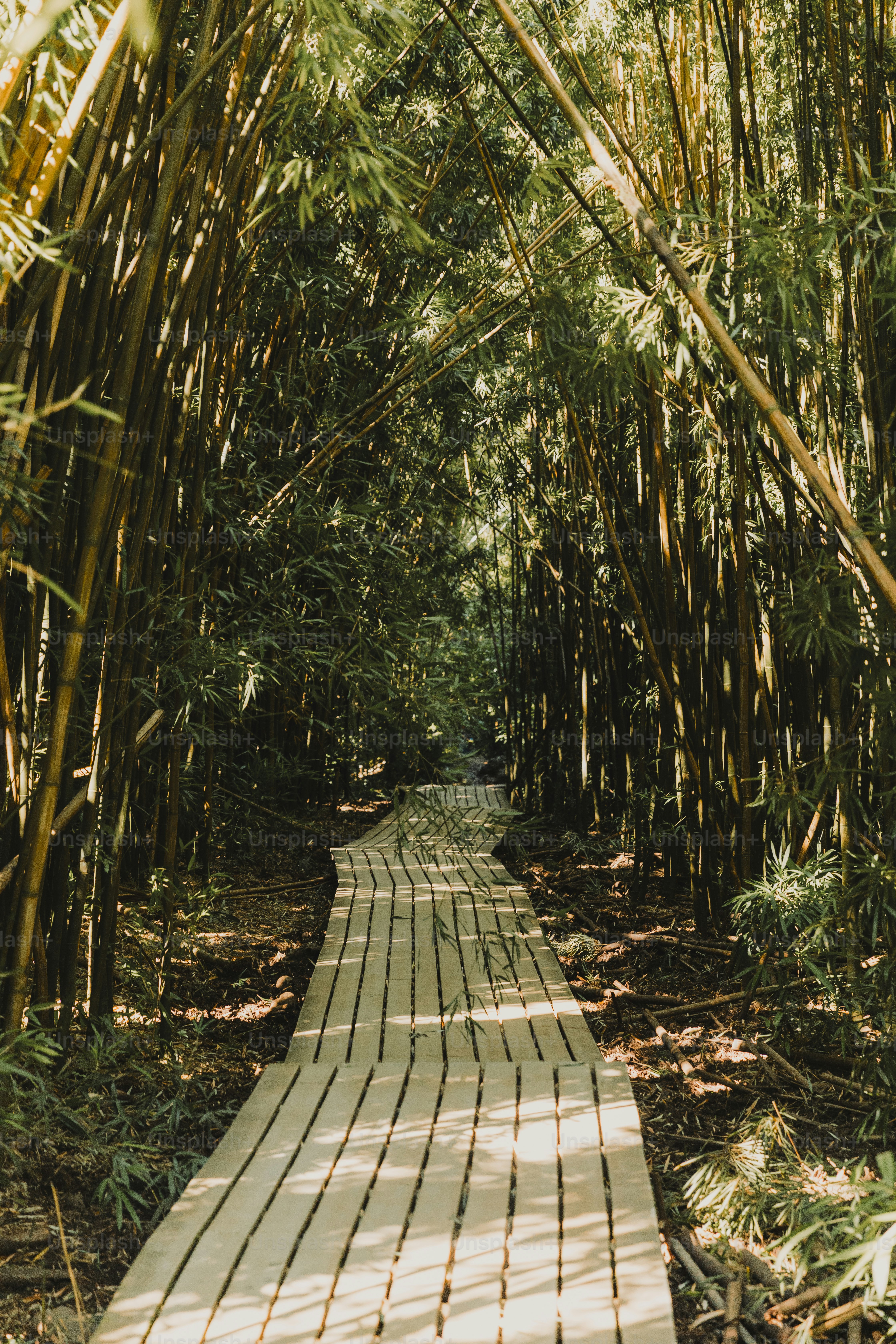 A path through a bamboo forest with lots of trees
