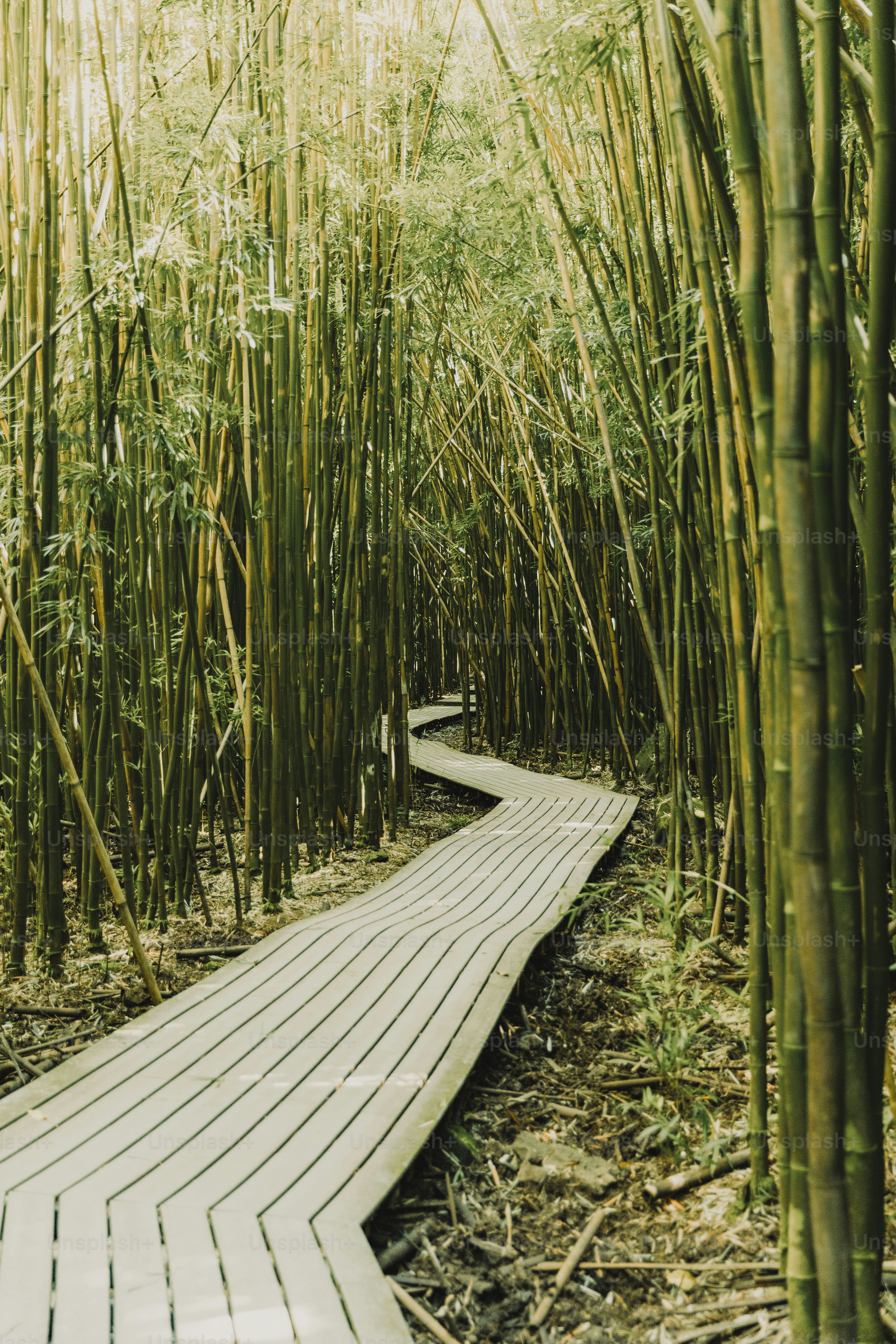 A wooden path through a bamboo forest