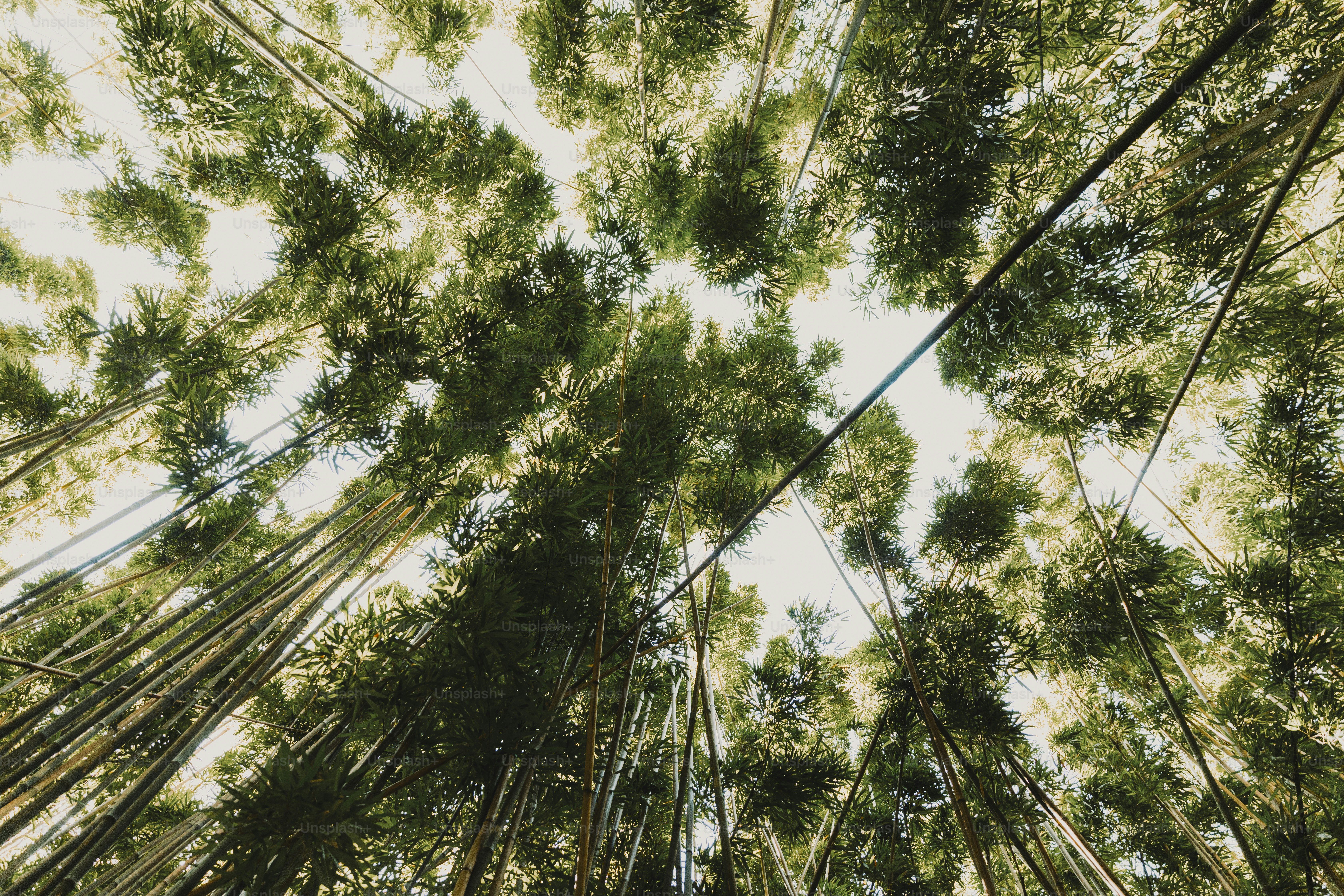 A group of tall trees in a forest