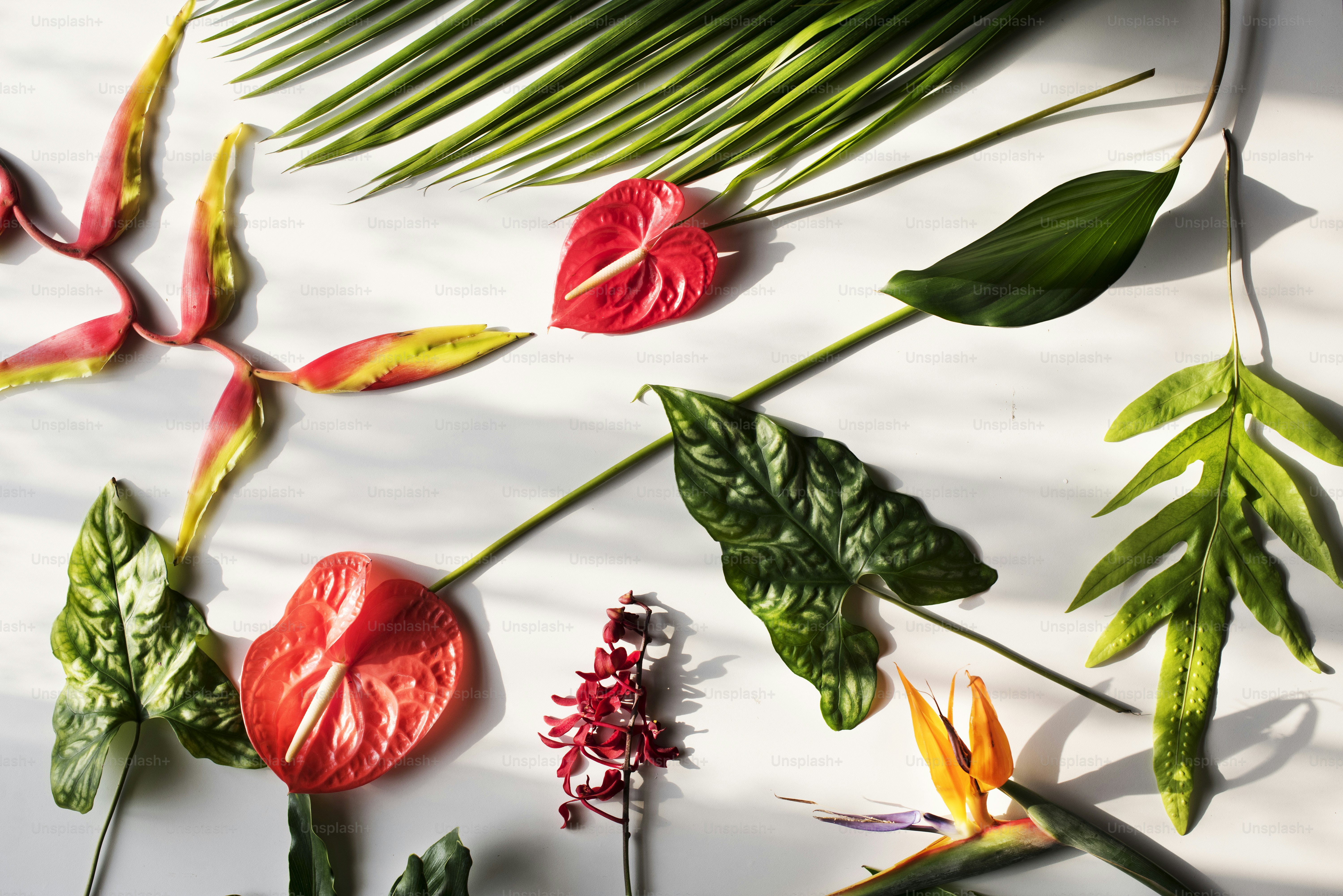 Freshness diverse flower and leaf decoration photo – Flower Image on ...