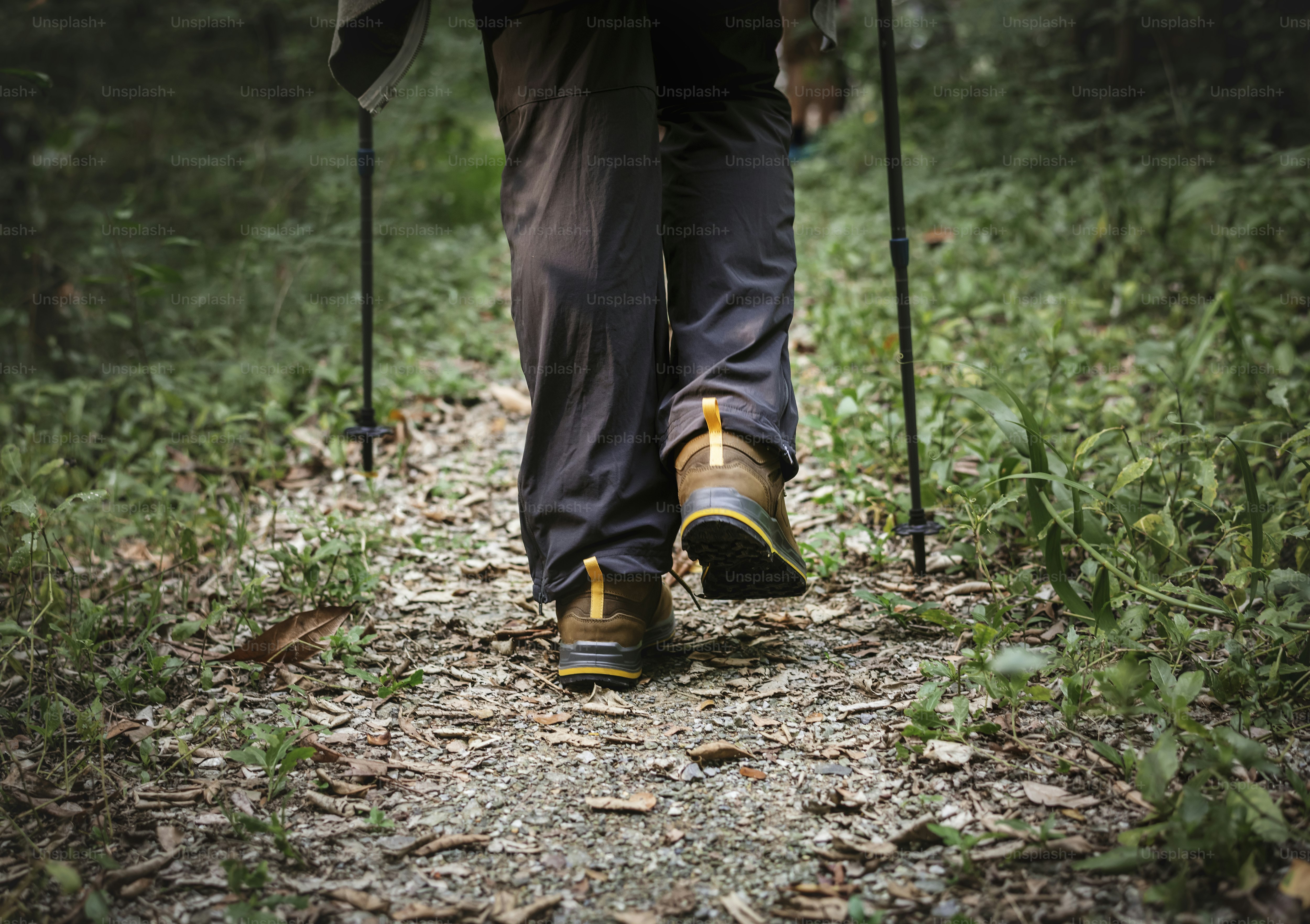 People trekking in the forest photo – Forest Image on Unsplash