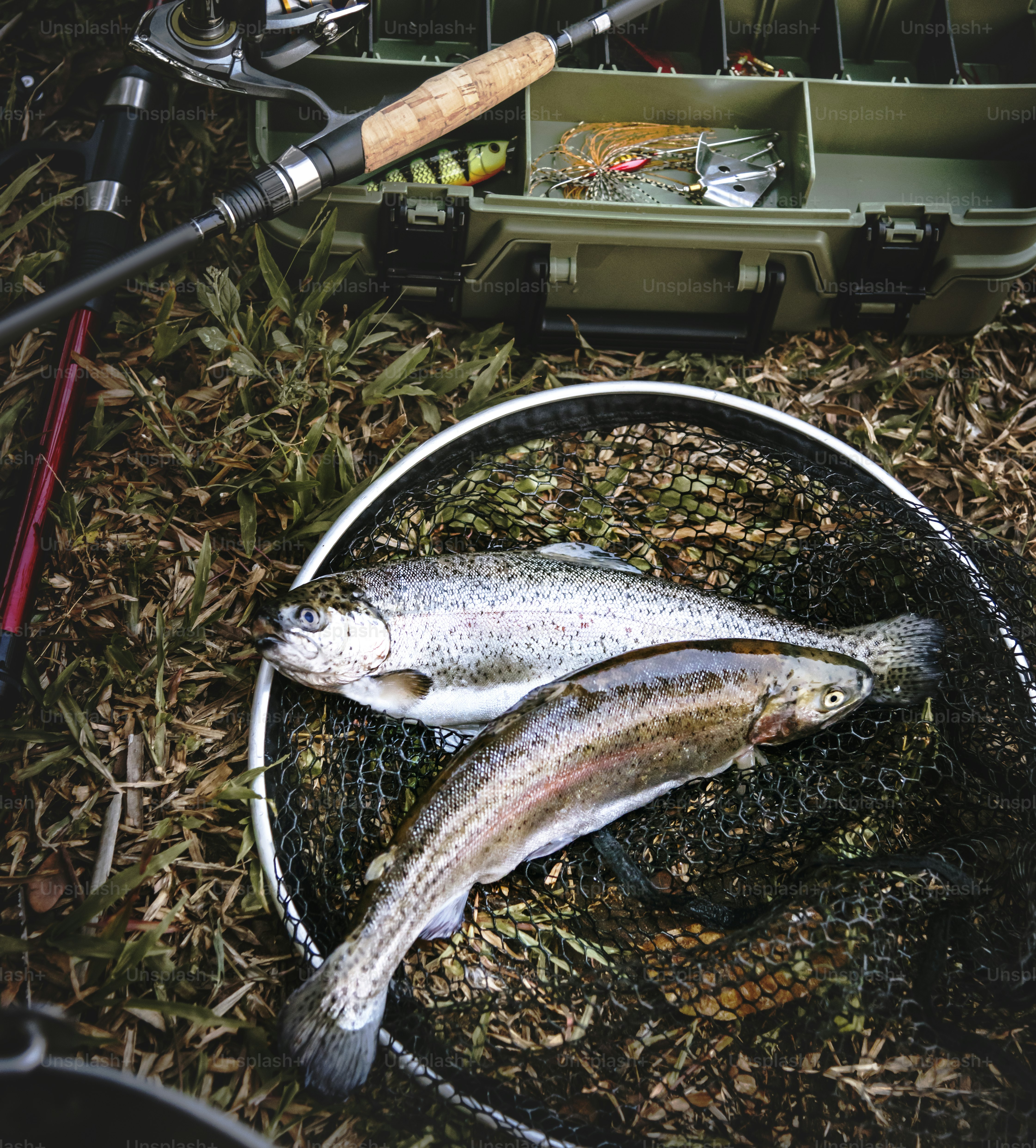 Tackle box and fish on the ground