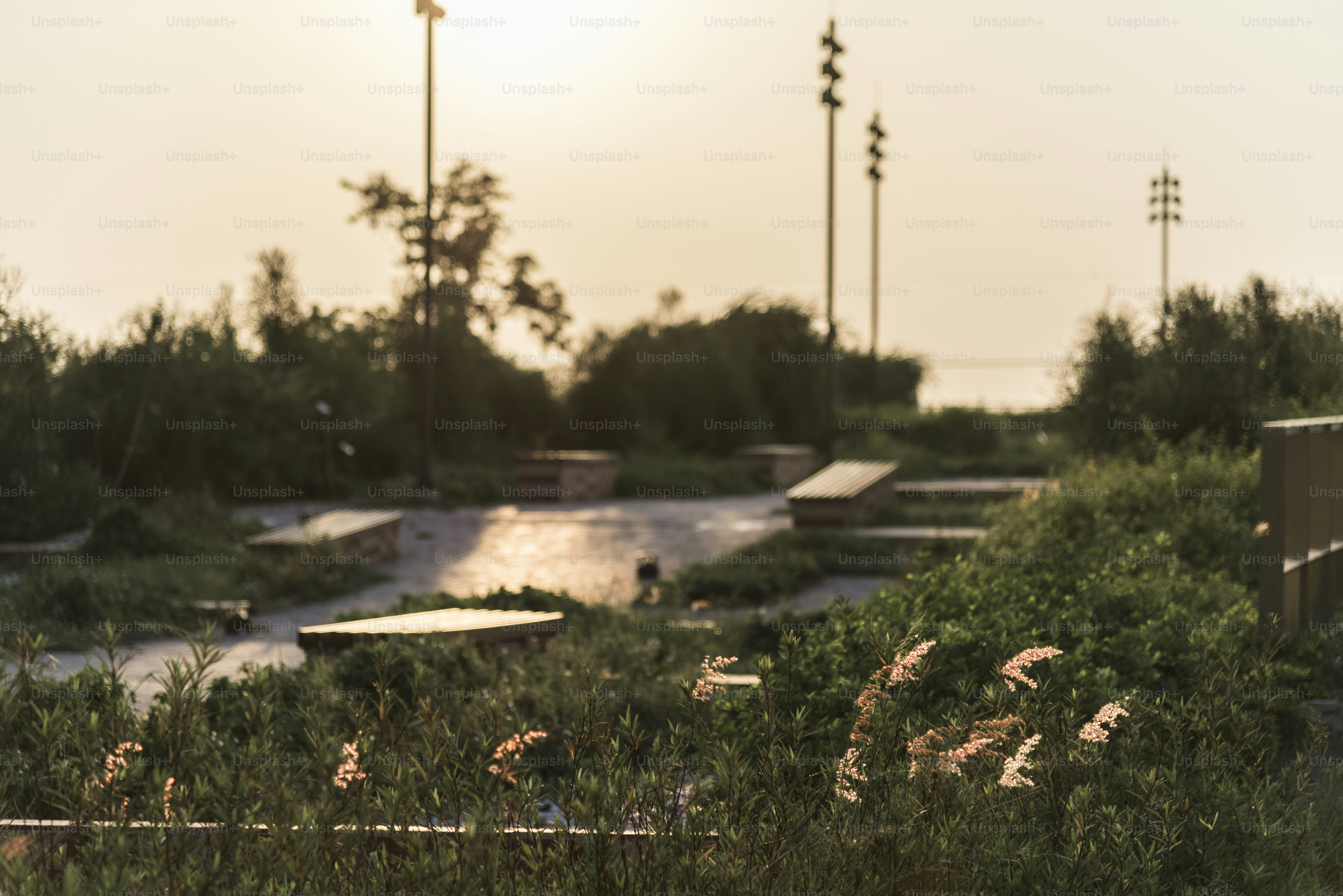 Wild grass growing in nature