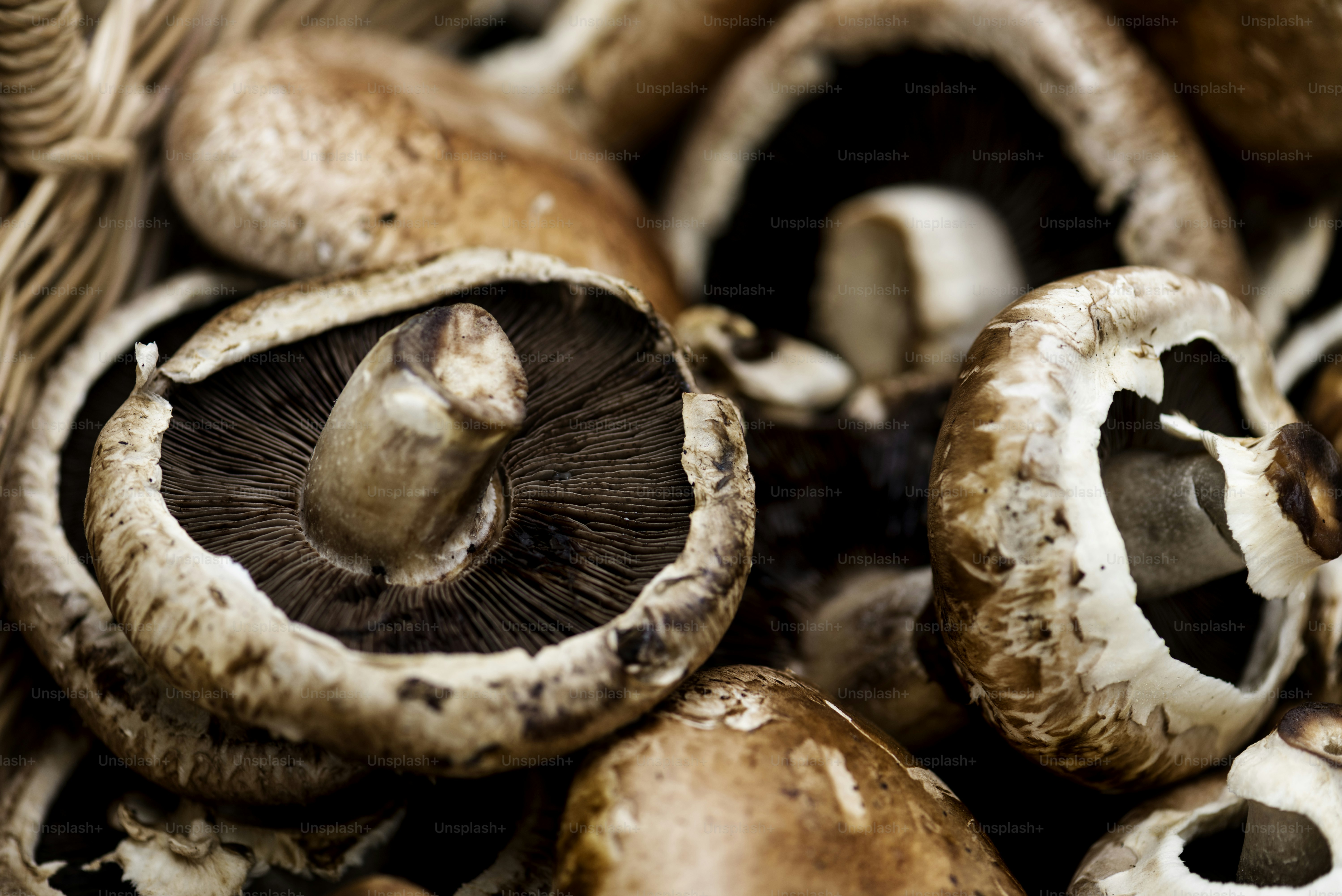 Closeup of fresh bunch of portobello mushroom