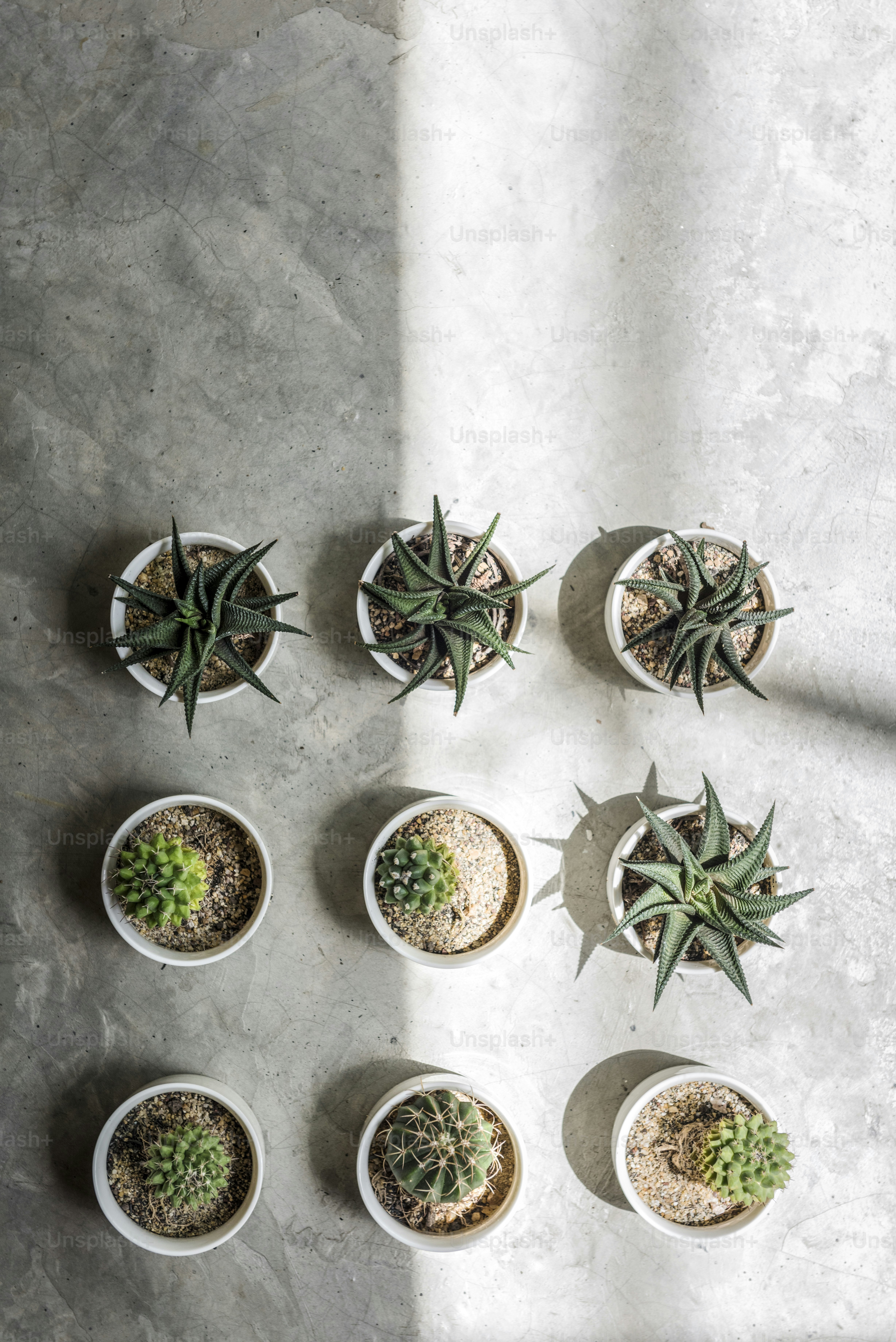 Cactus Pot Home Plants Concept