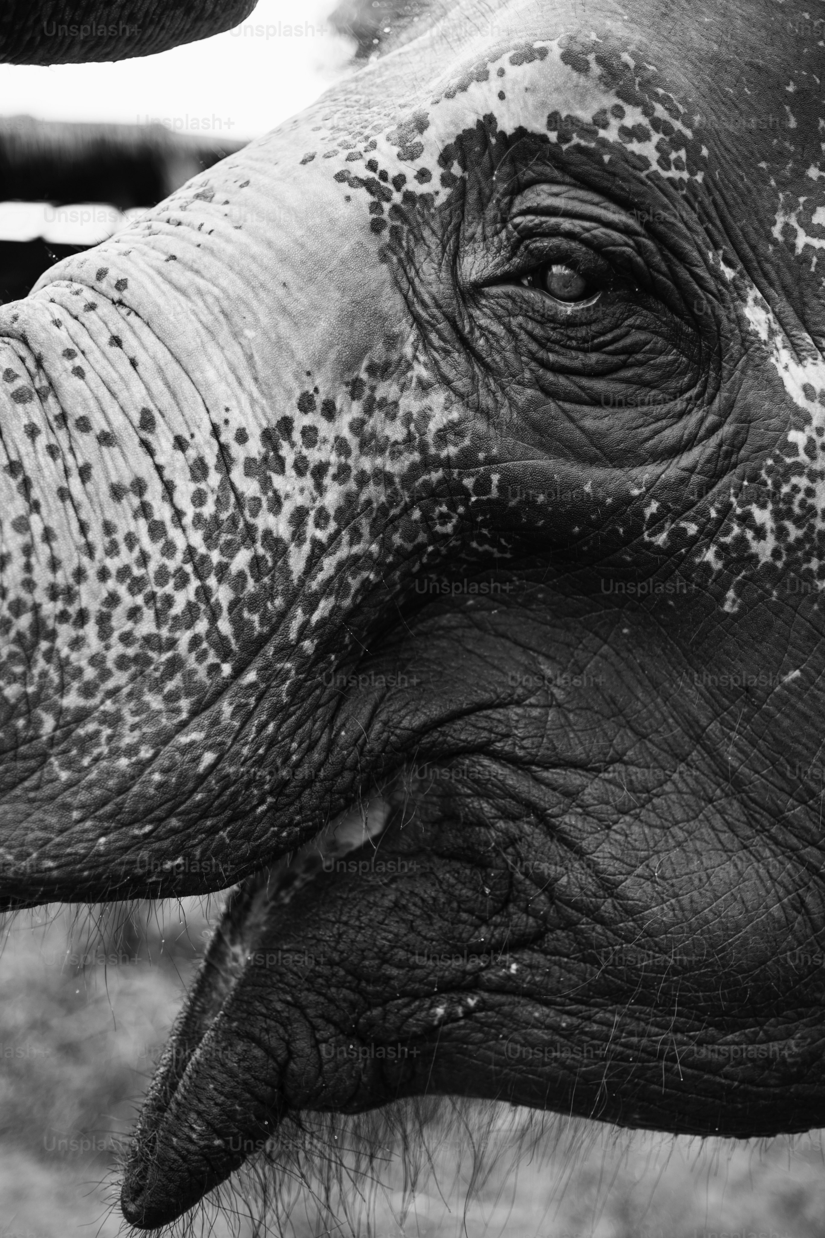 ***NOTE TO INSPECTOR: All visible graphics are our own design, and were produced for this particular shoot.***Closeup Shot Elephant Open Mouth
