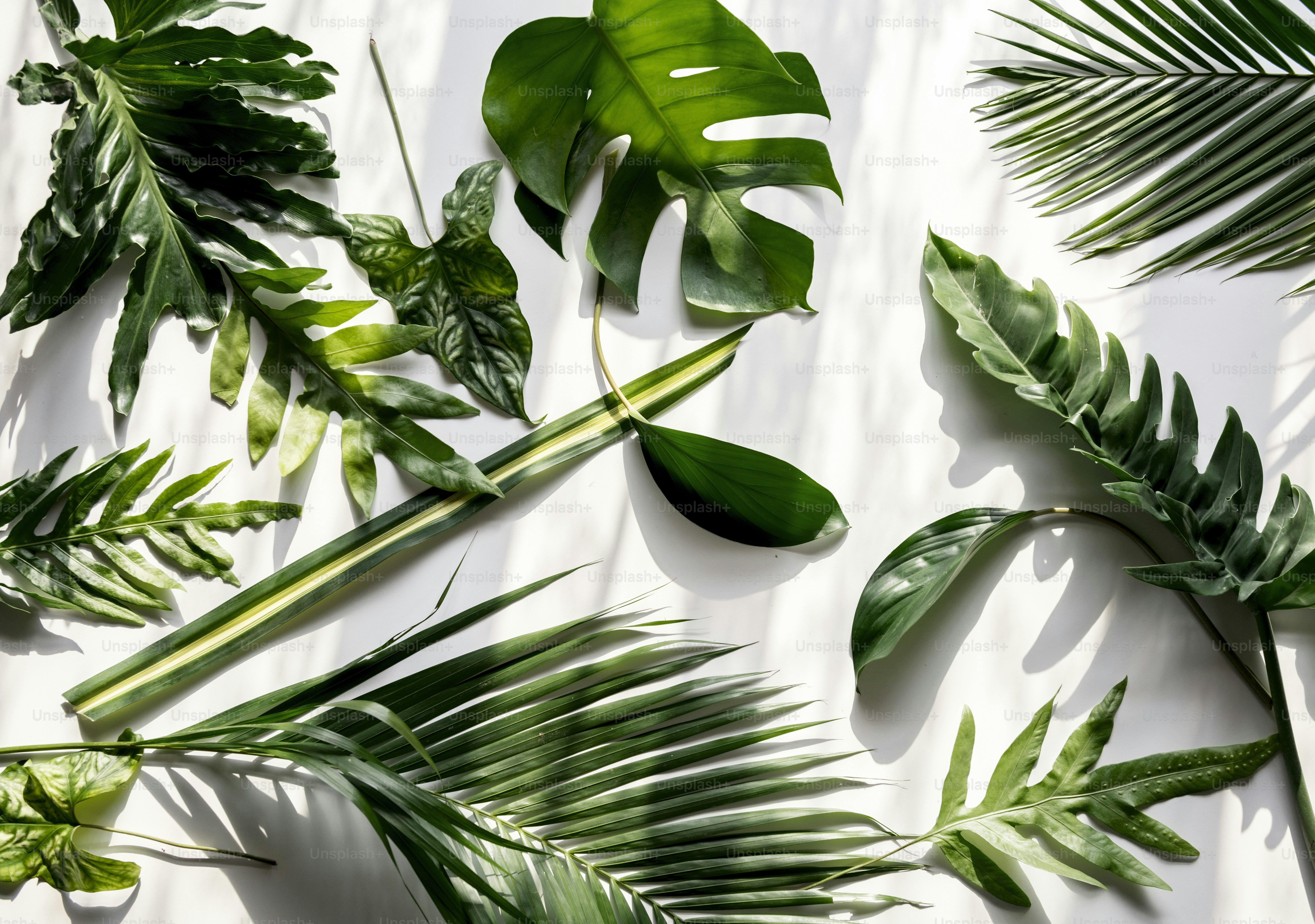 Green leaf pattern with white background