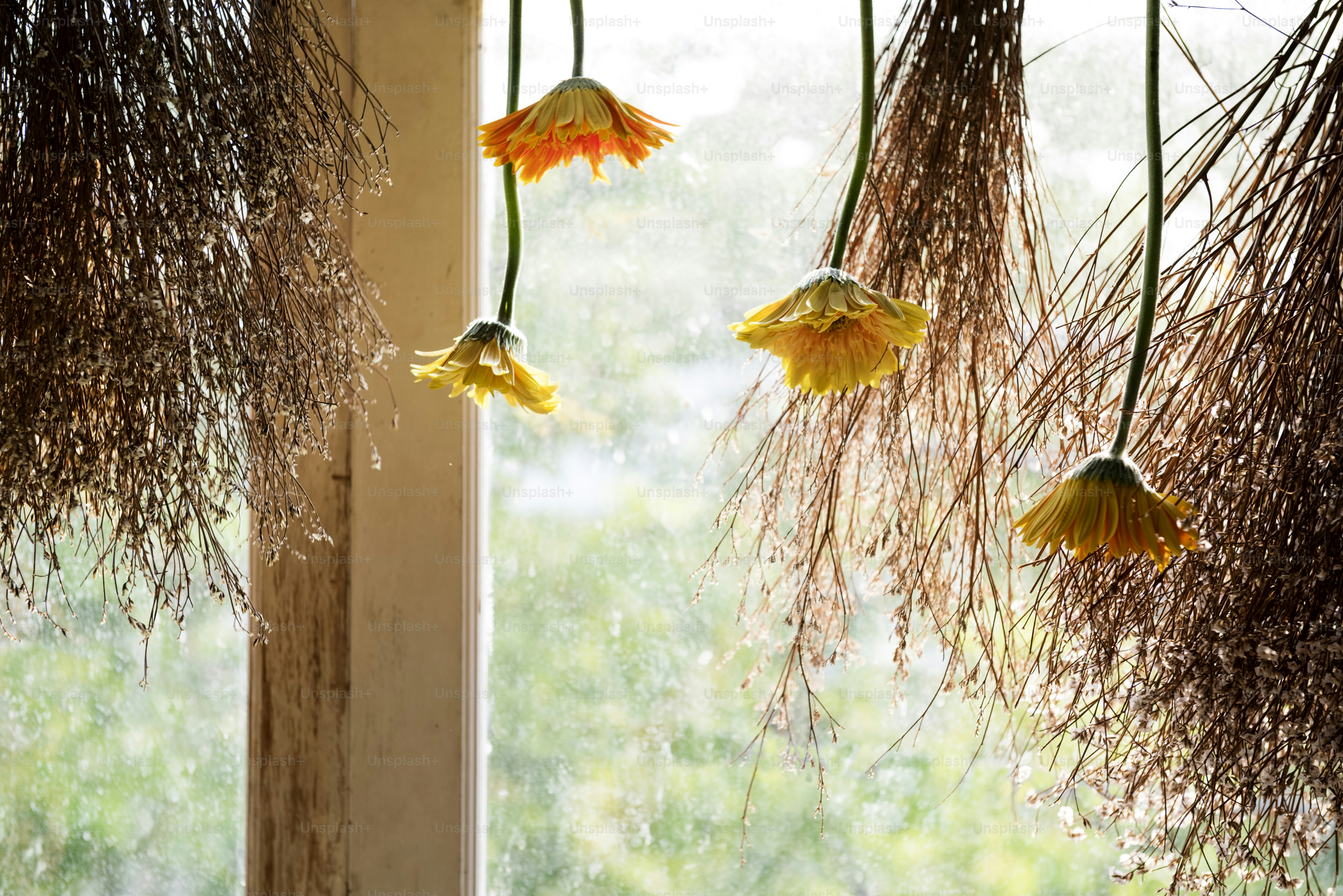Flower drying mistakes shown by flowers hanging indoors during preservation process