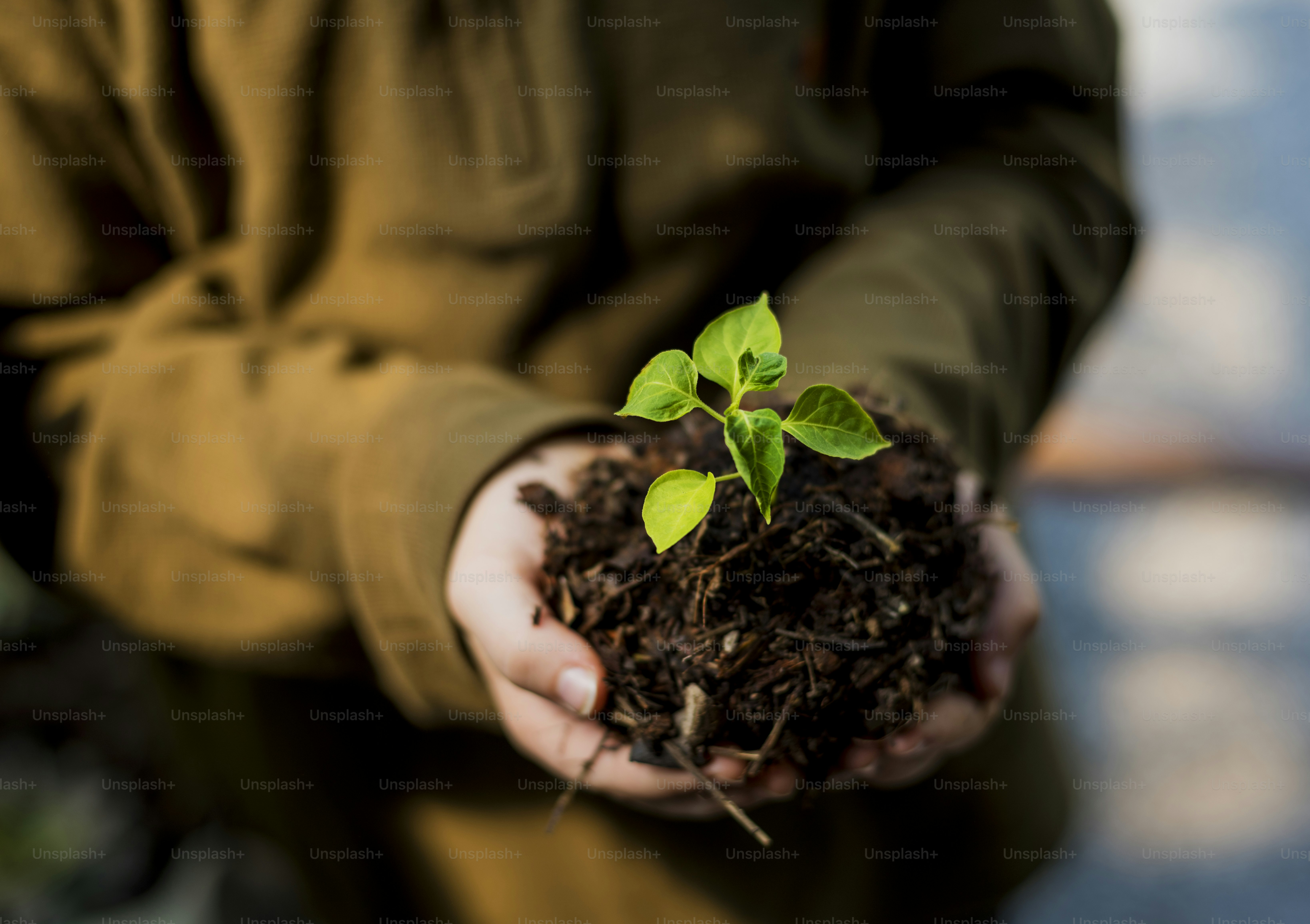Hand holding sprout for growing nature