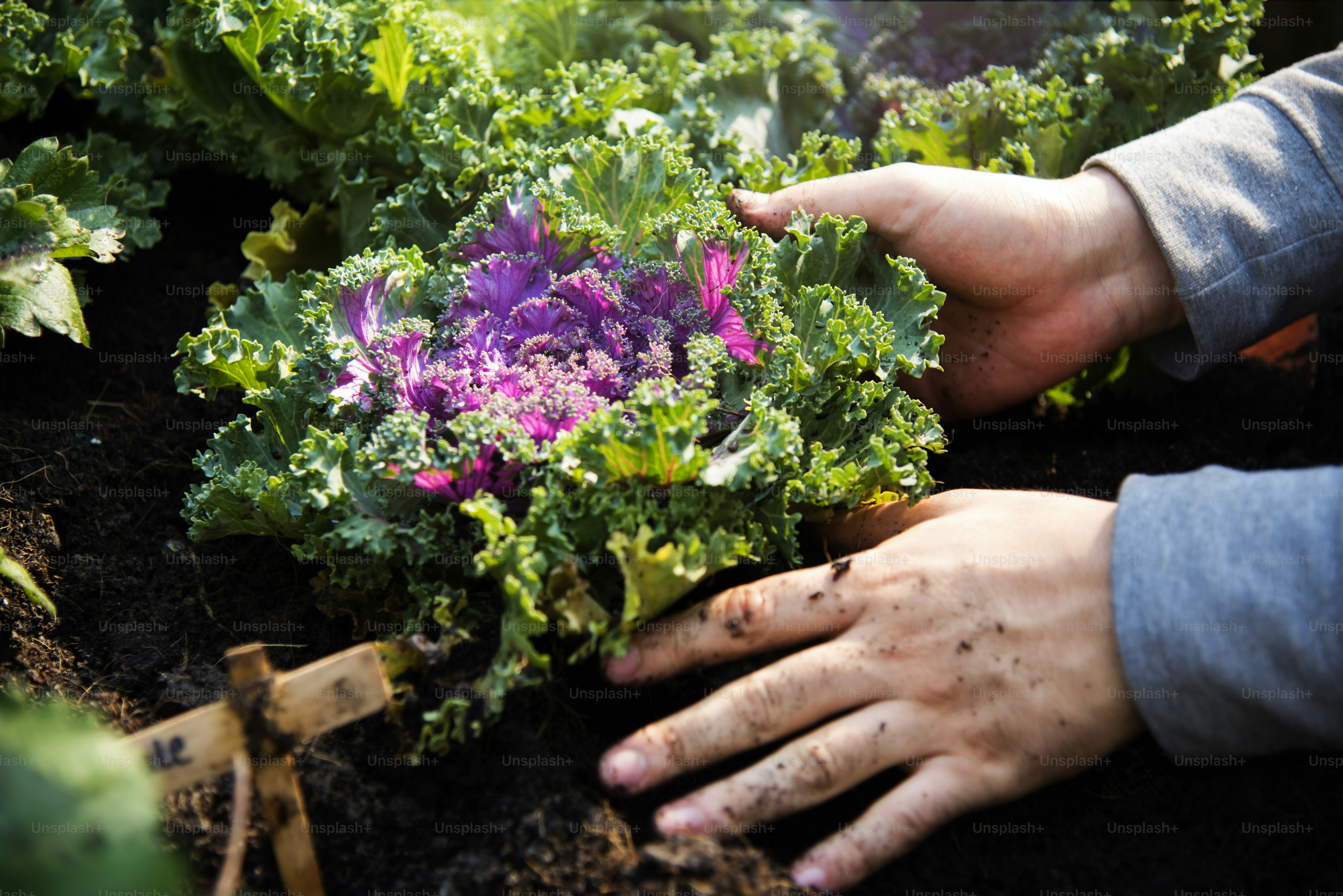Edible Garden Pictures | Download Free Images on Unsplash