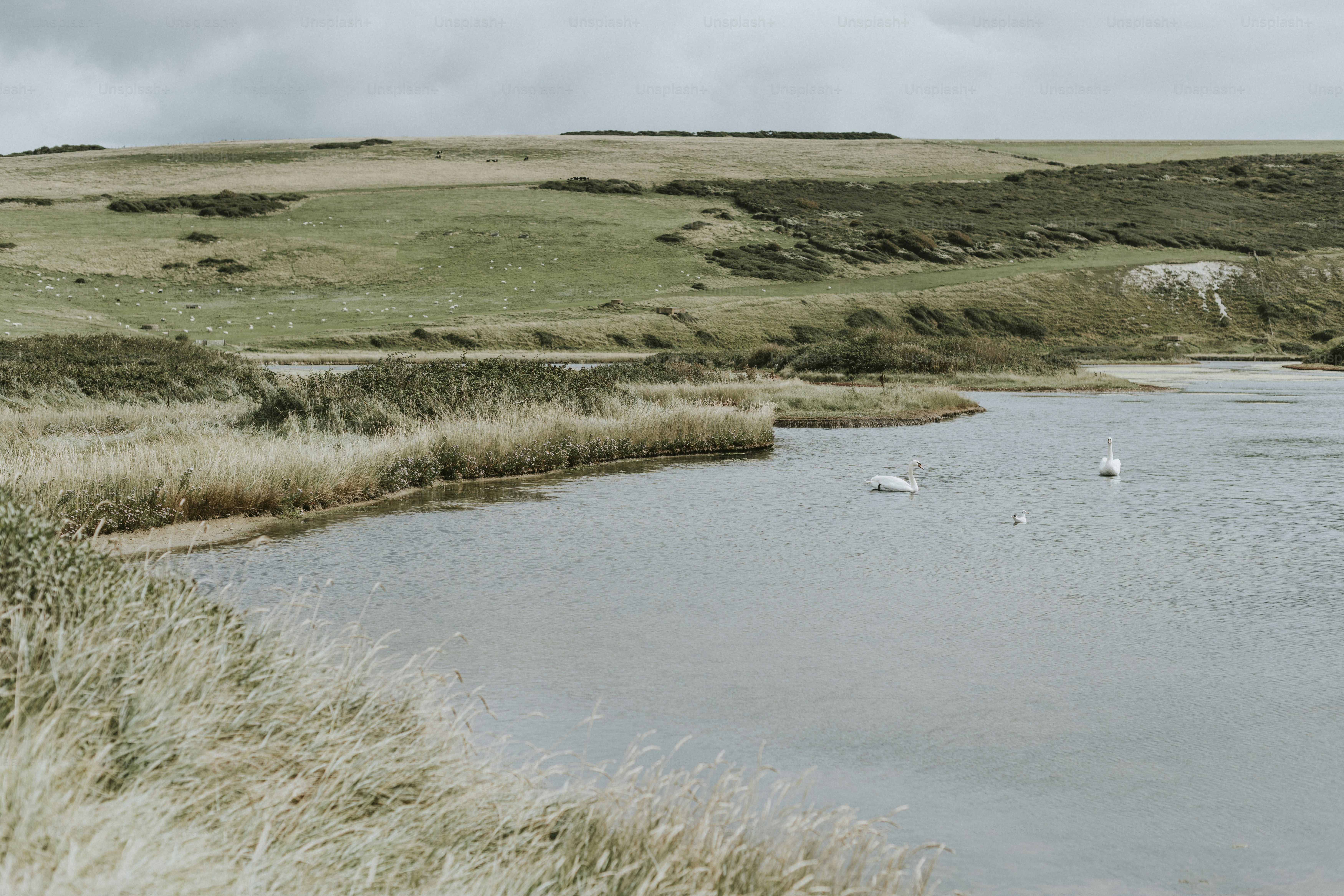 Landscape of a grassland by the water