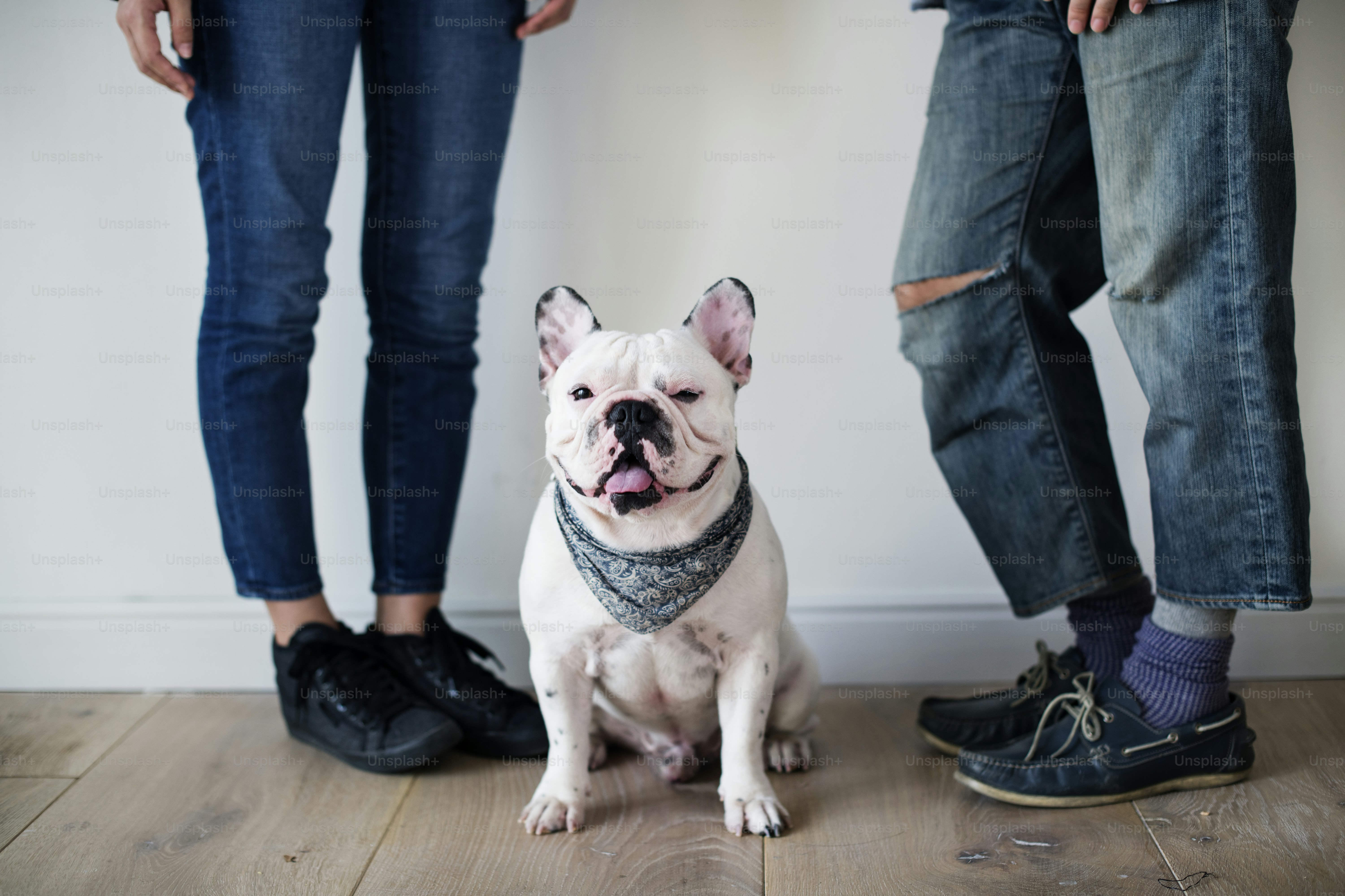6 Best Commands to Teach Your American Bulldog First