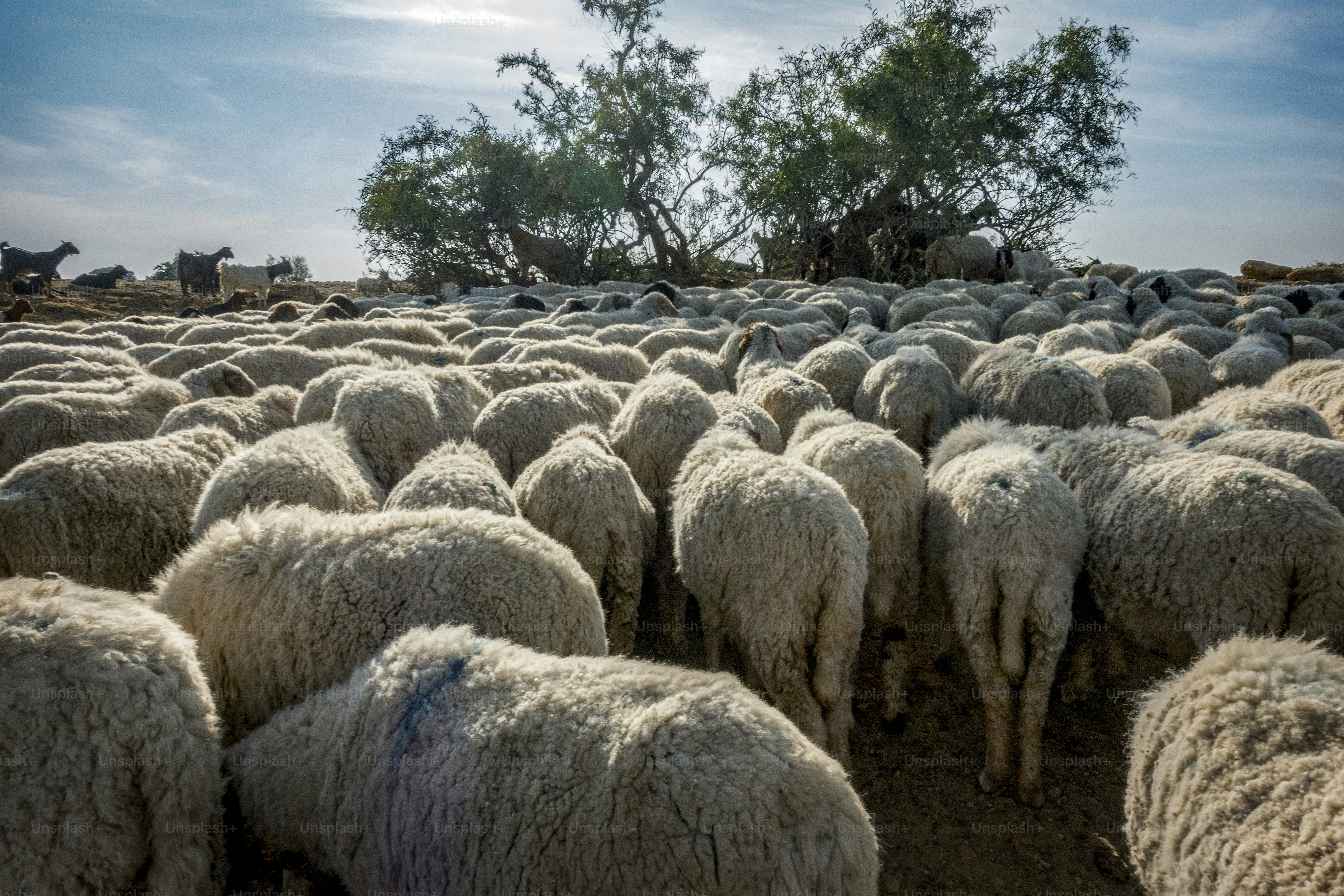 A flock of sheep in India