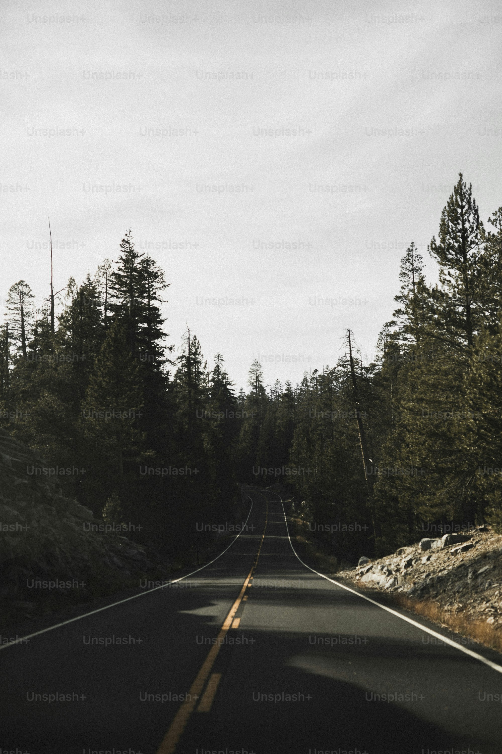 View of road passing the pine tree forest photo – Travel Image on Unsplash