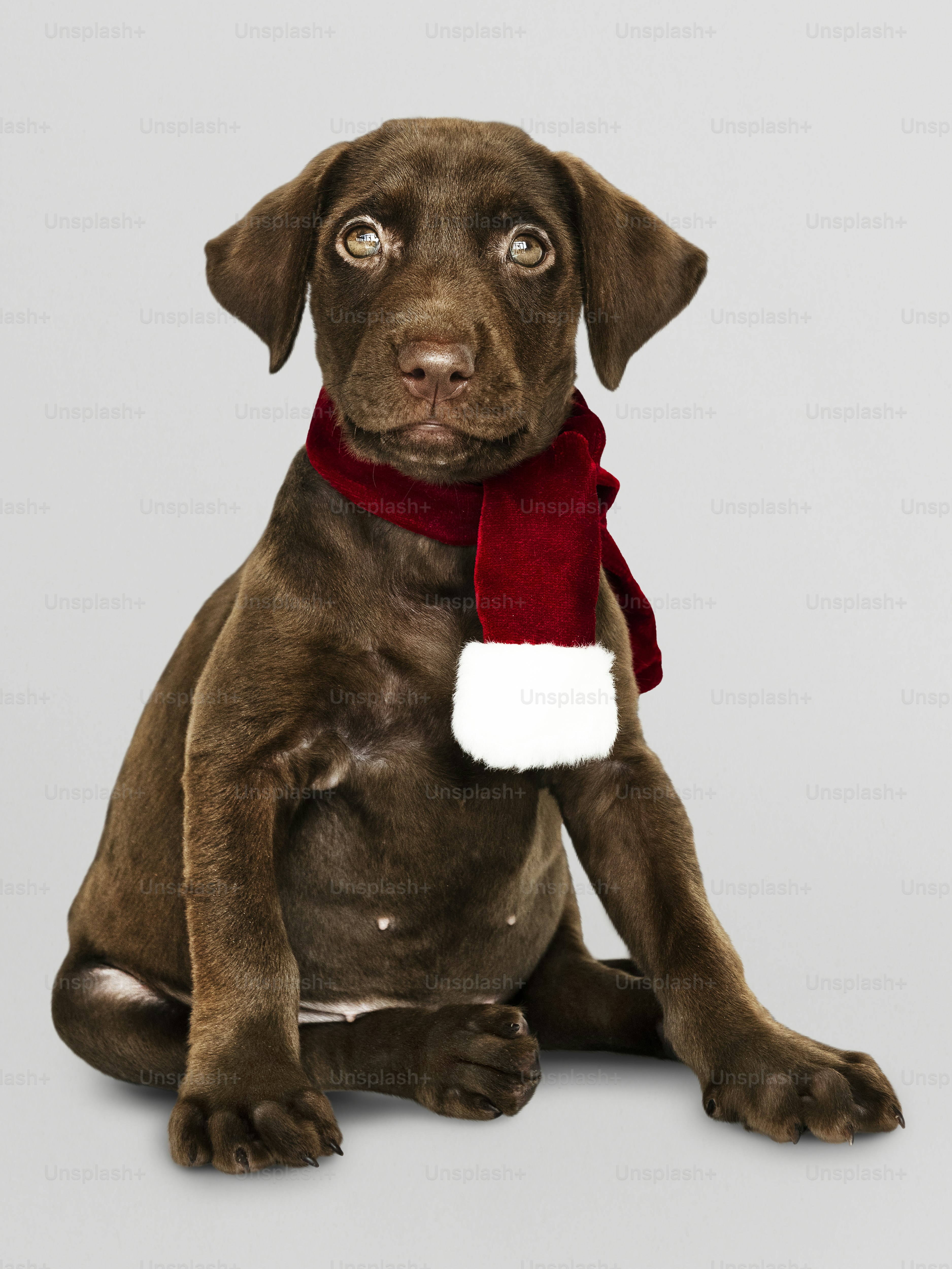 Portrait of a cute Labrador Retriever wearing a  Christmas scarf