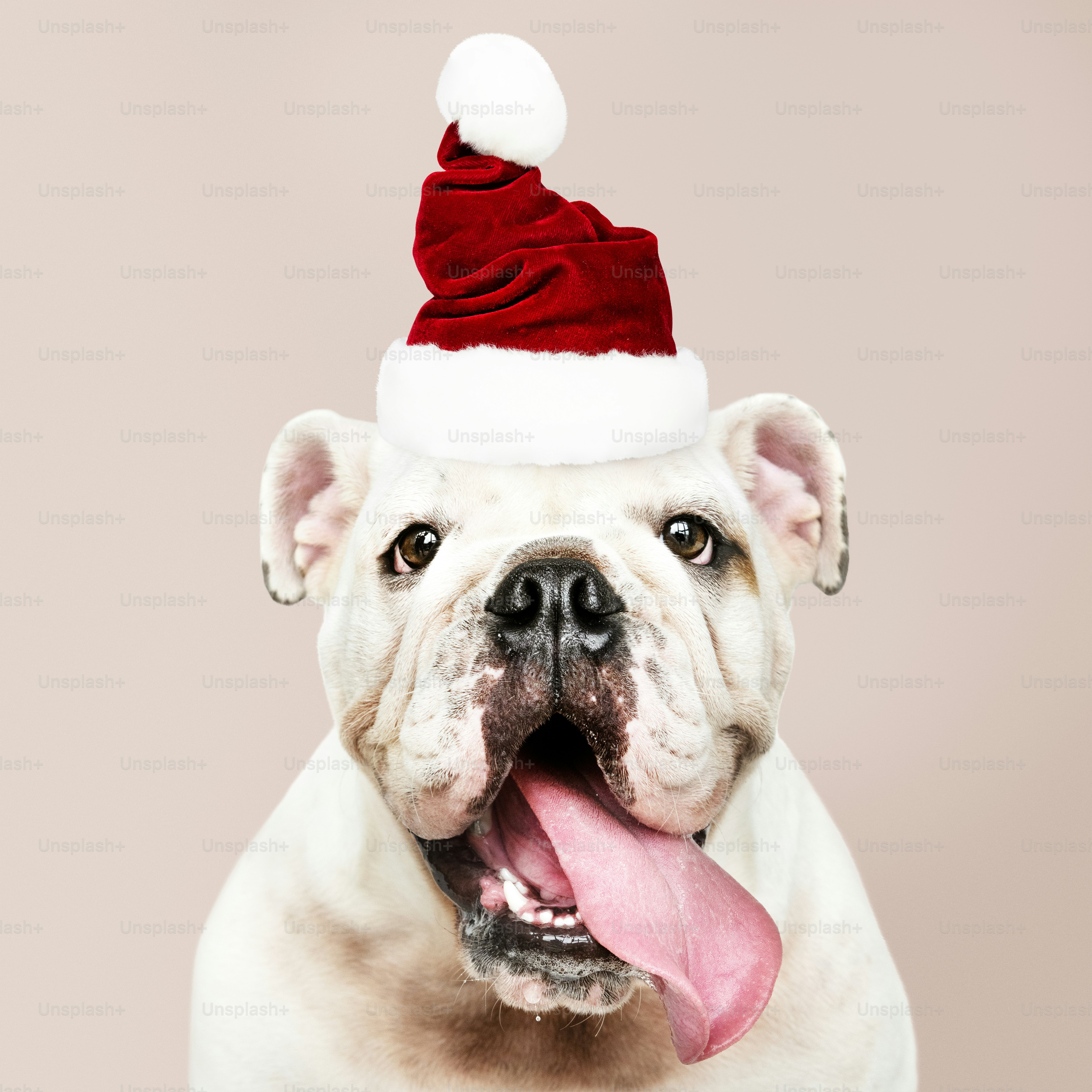 Portrait of a cute Bulldog puppy wearing a Santa hat
