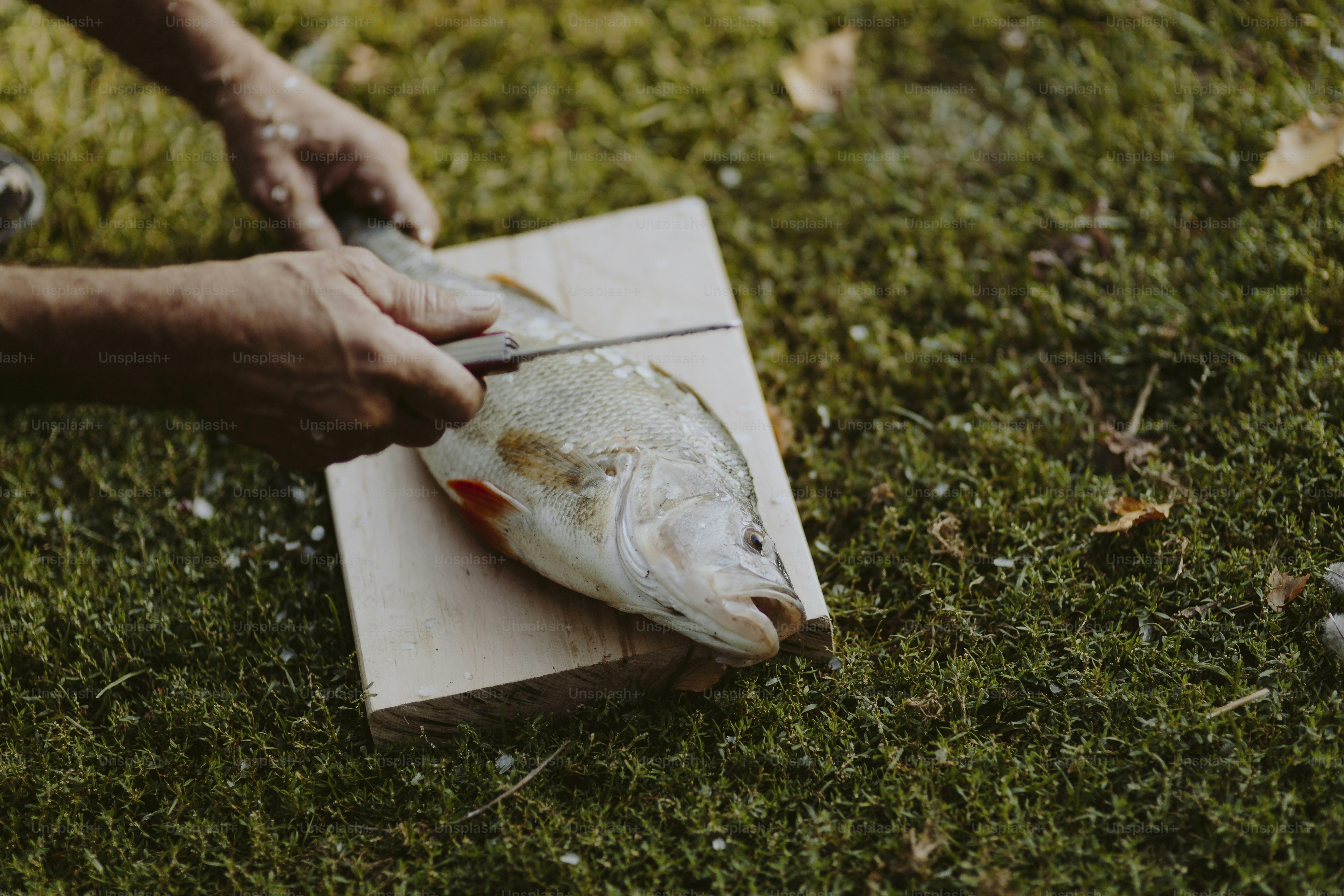 Nelayan memegang ikan di talenan