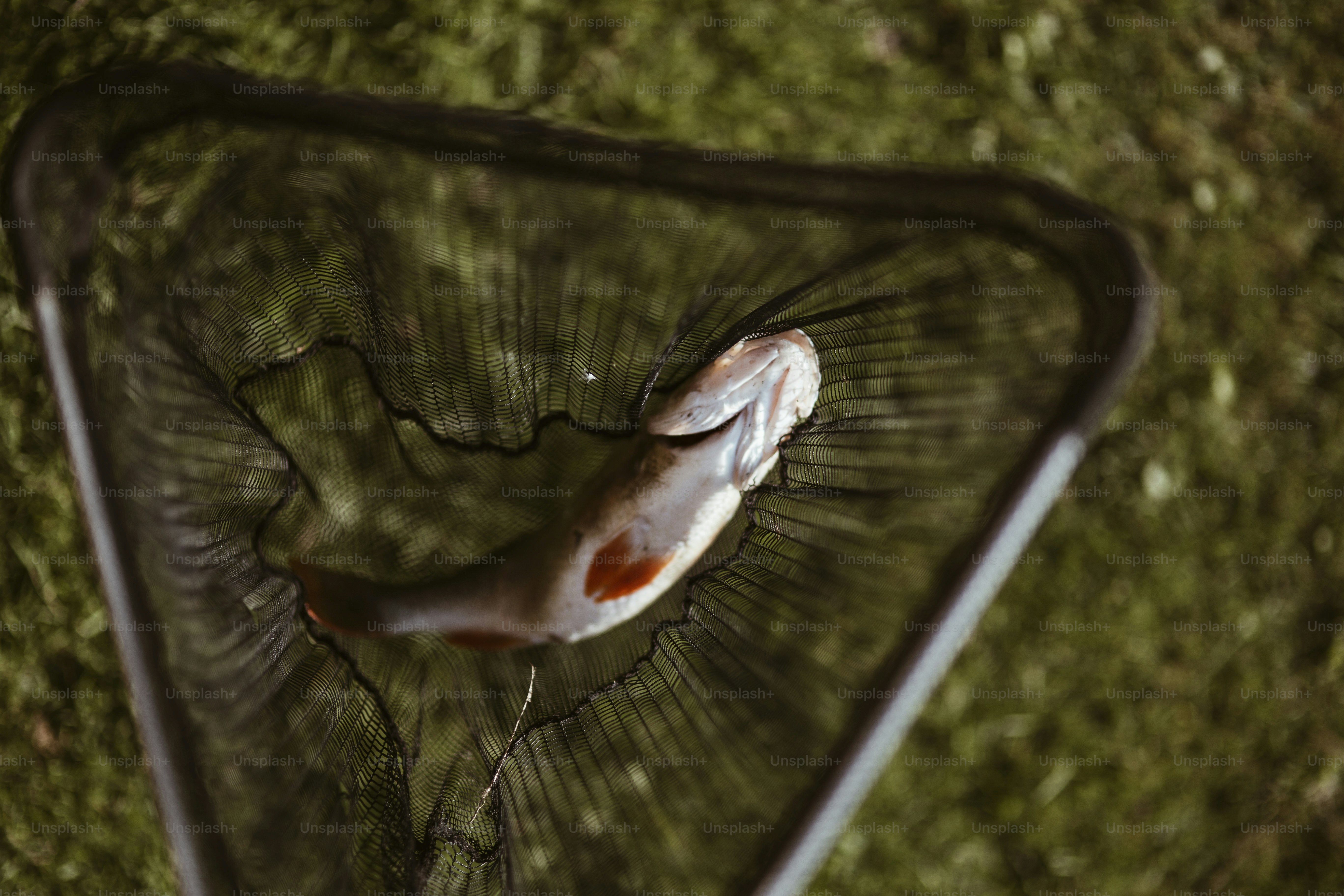 Fish caught on a fishnet