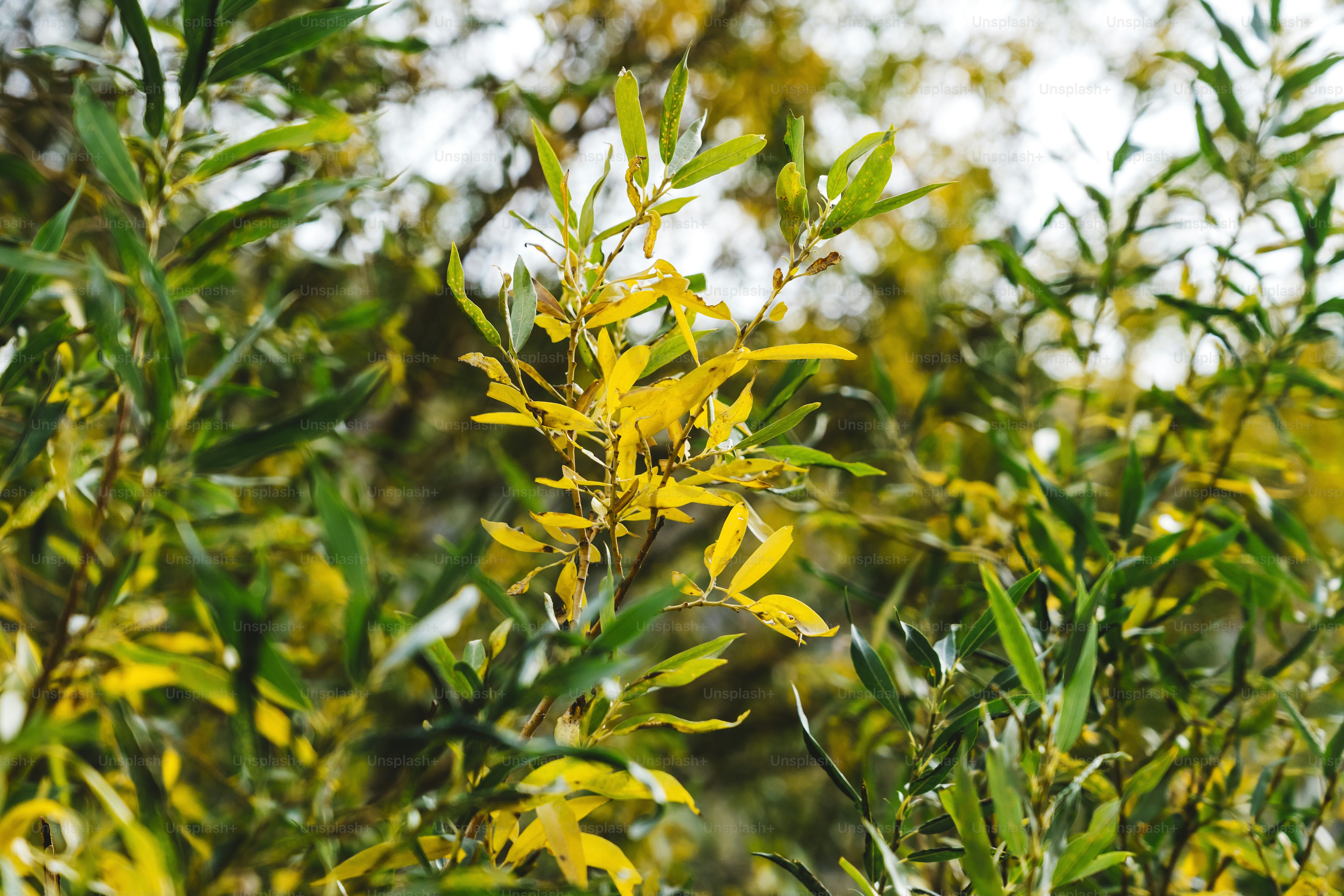 Willow Leaf Pictures | Download Free Images on Unsplash
