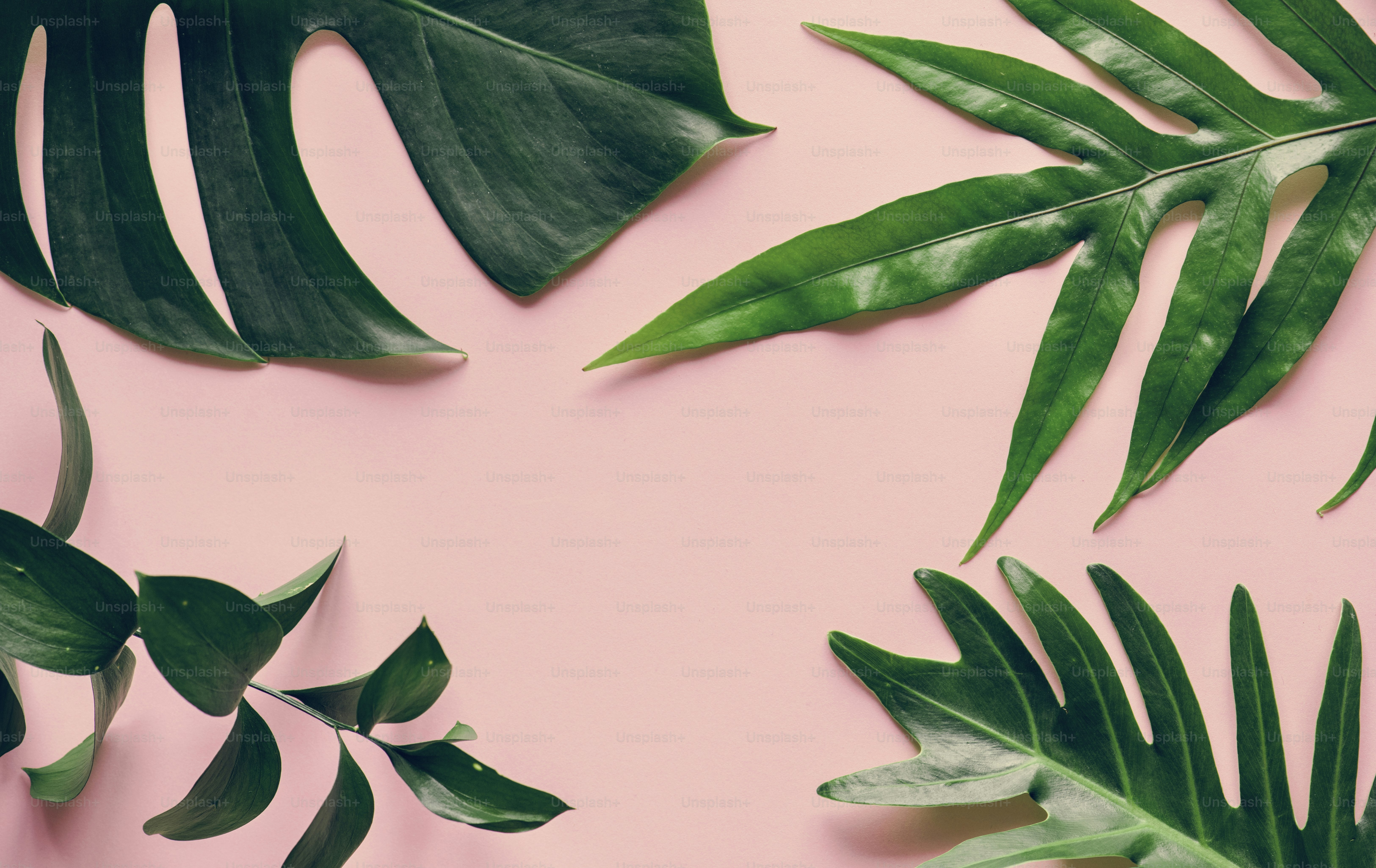 Folhas tropicais no fundo rosa