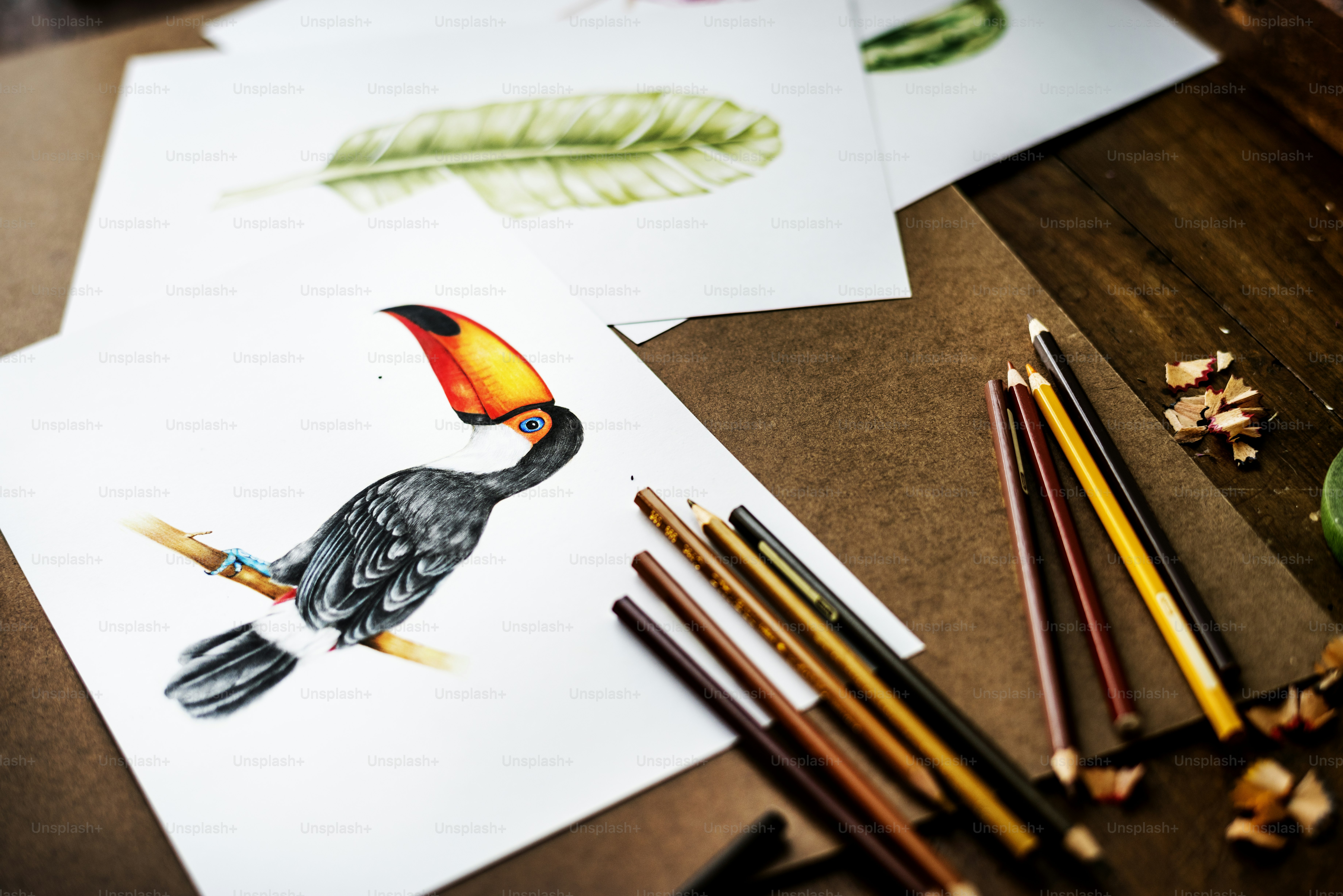 Foto di disegno a mano dell'uccello bucero