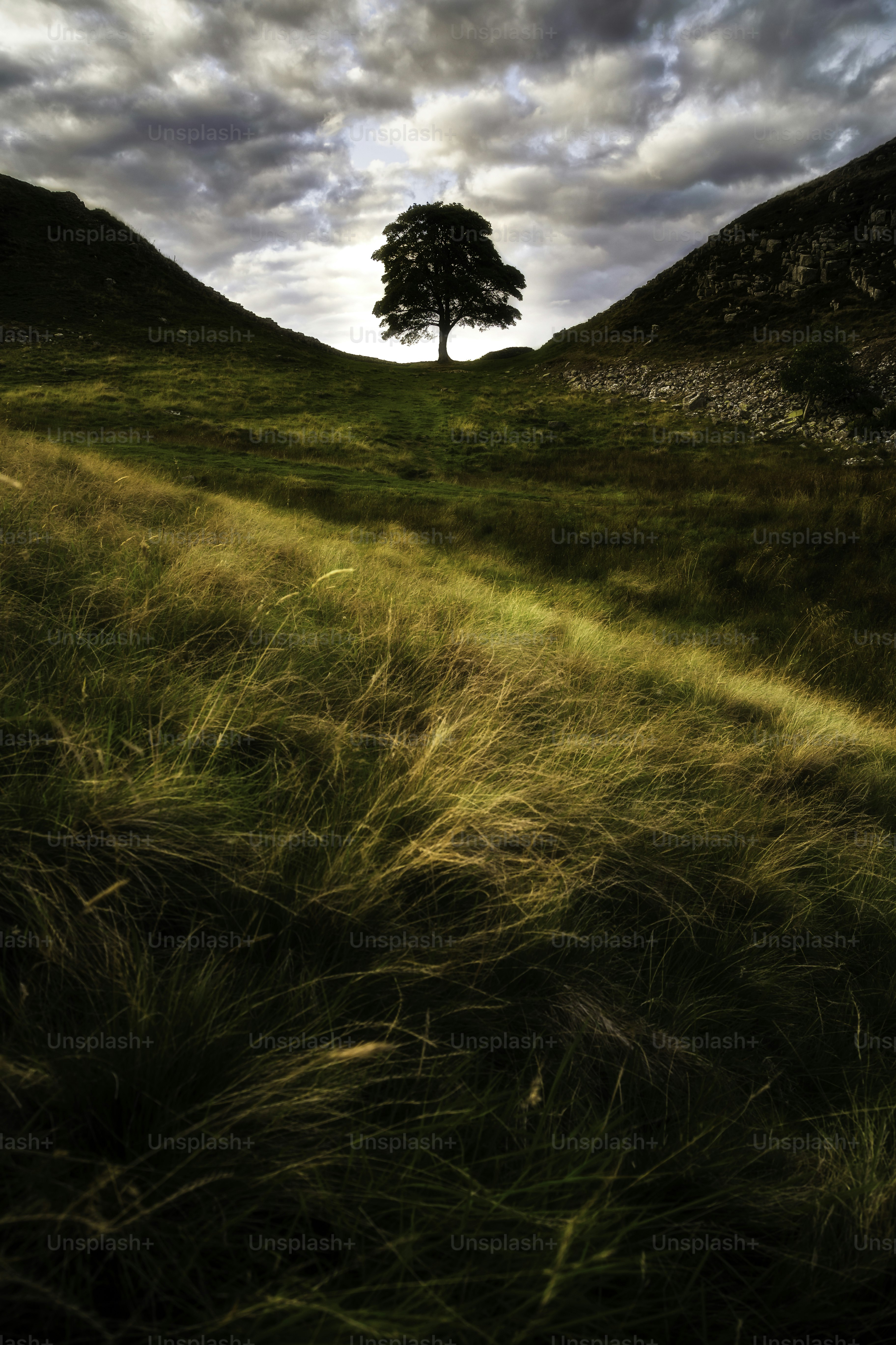 A lone tree on a grassy hill under a cloudy sky