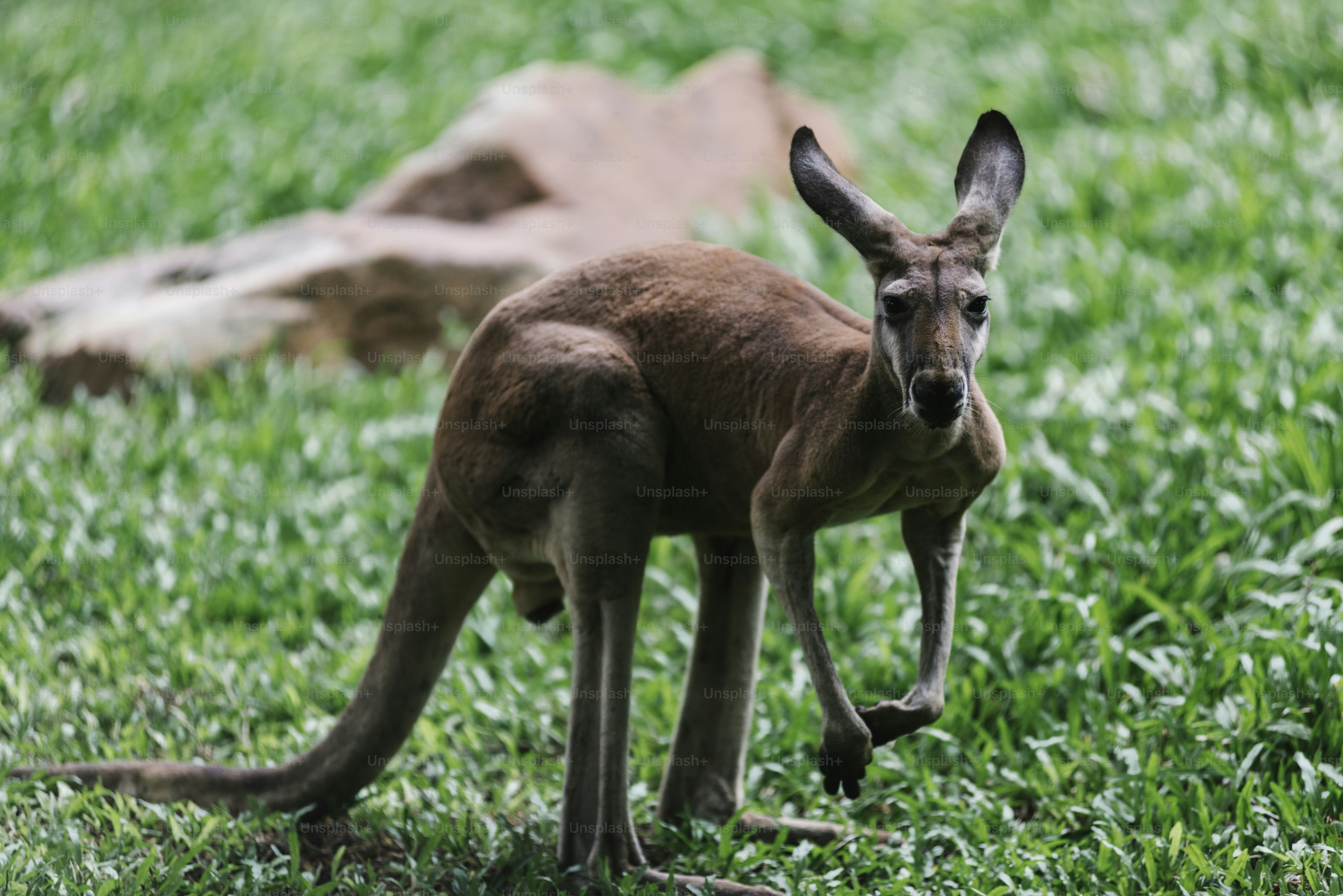 A baby kangaroo on the grass
