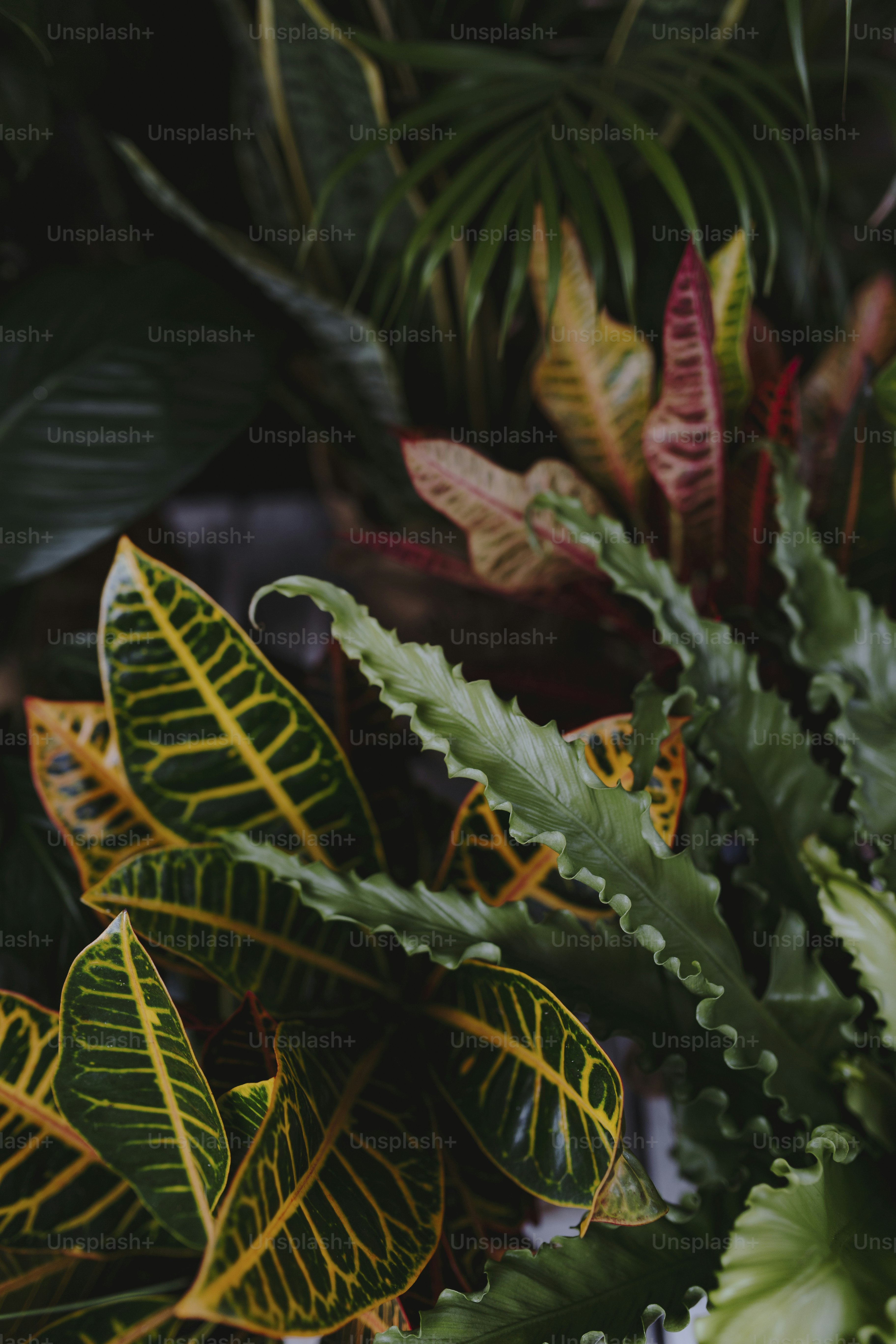 Closeup of green foliages plants in a garden
