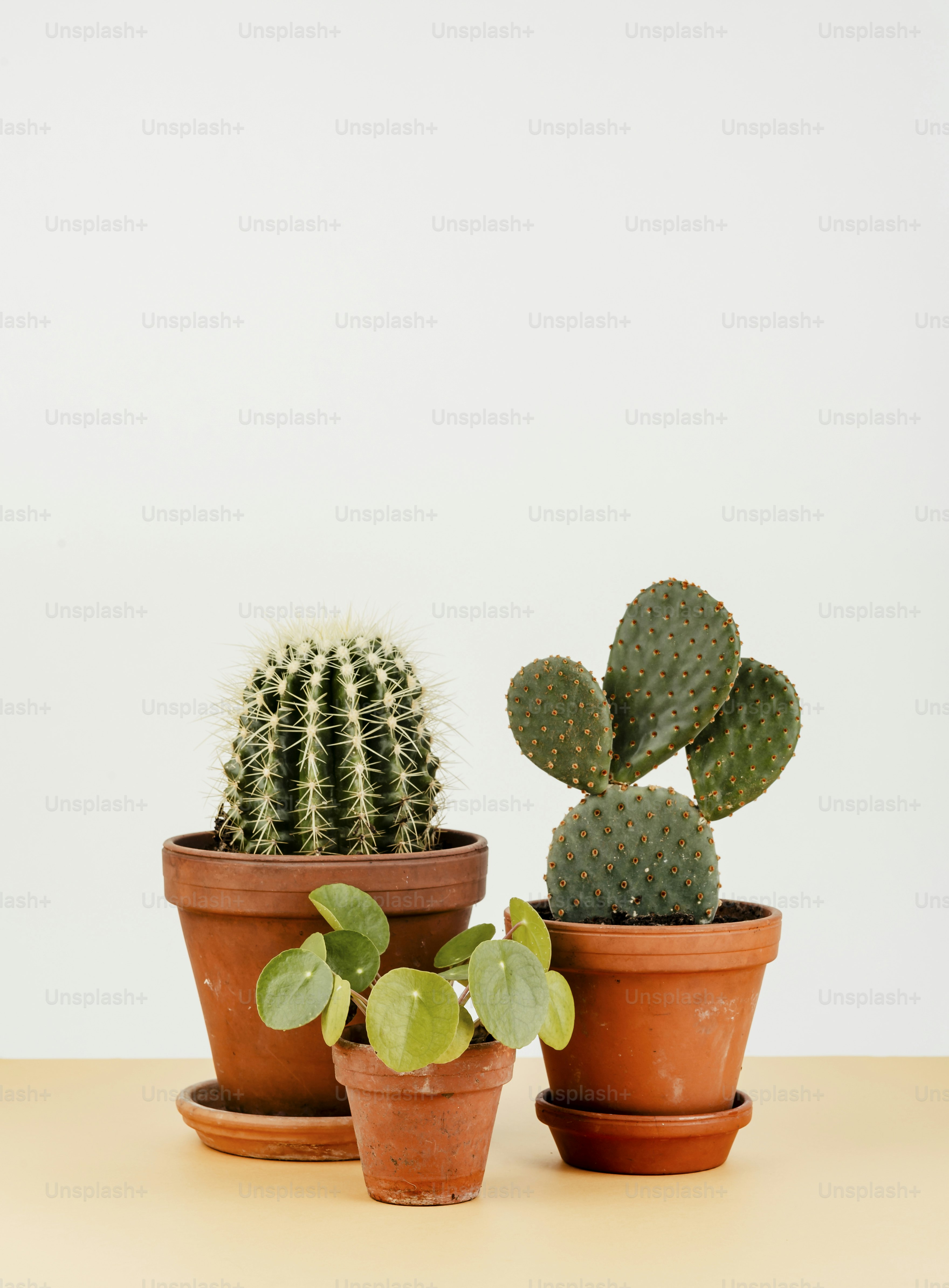 Group of cactus in flowerpots